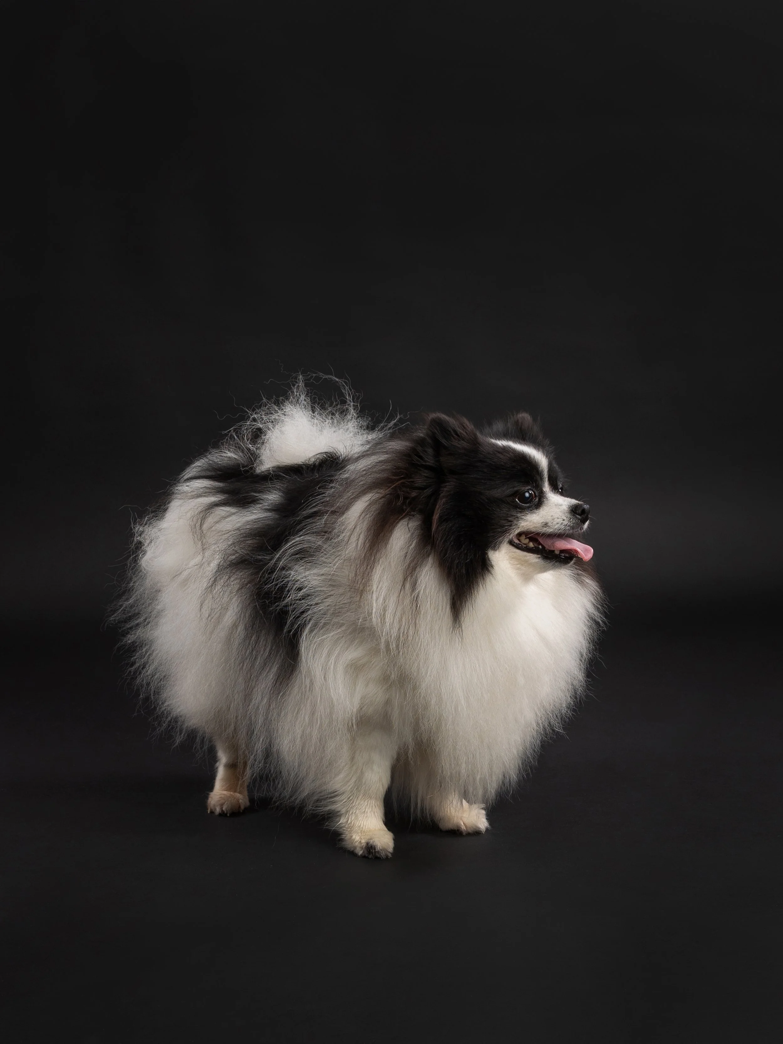 Pet photography at Studio Q Photography in Vancouver WA.