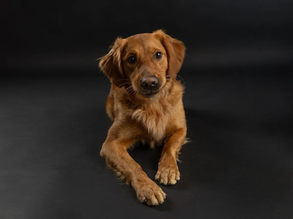 Pet photography at Studio Q Photography in Vancouver WA.