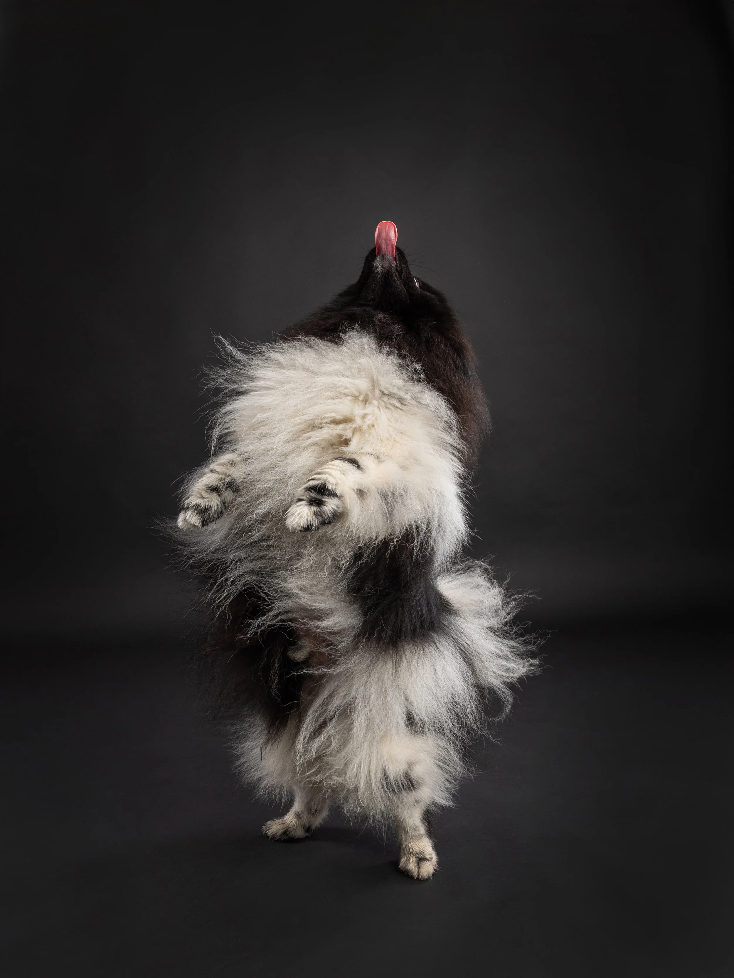 Pet photography at Studio Q Photography in Vancouver WA.