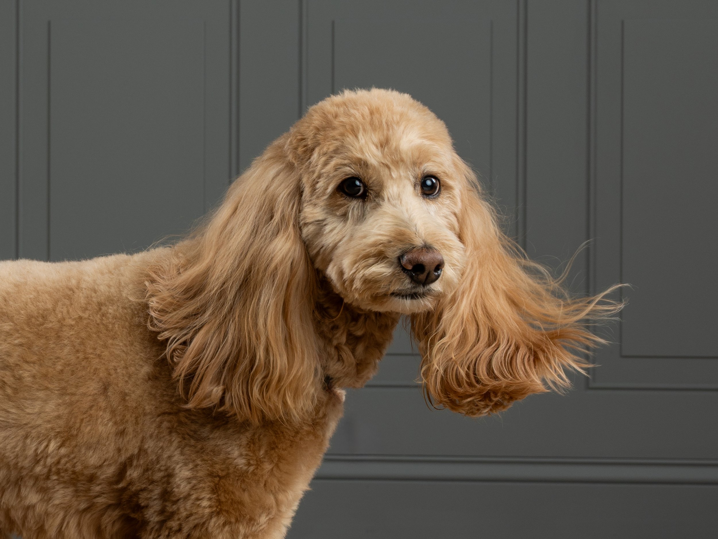 A closeuo of a tan dog agianst a gray wall looking at the camera with ears swinging