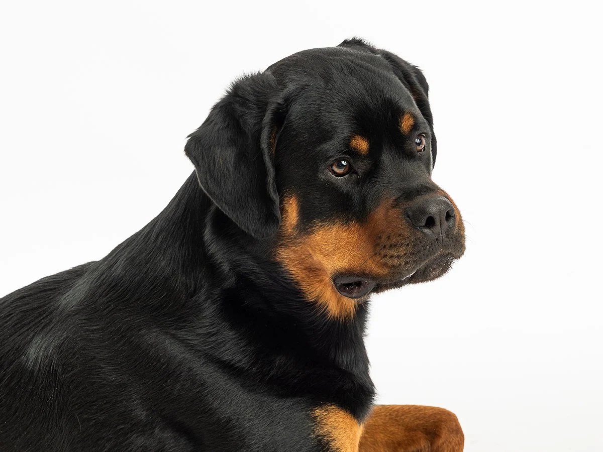 Pet photography at Studio Q Photography in Vancouver WA.