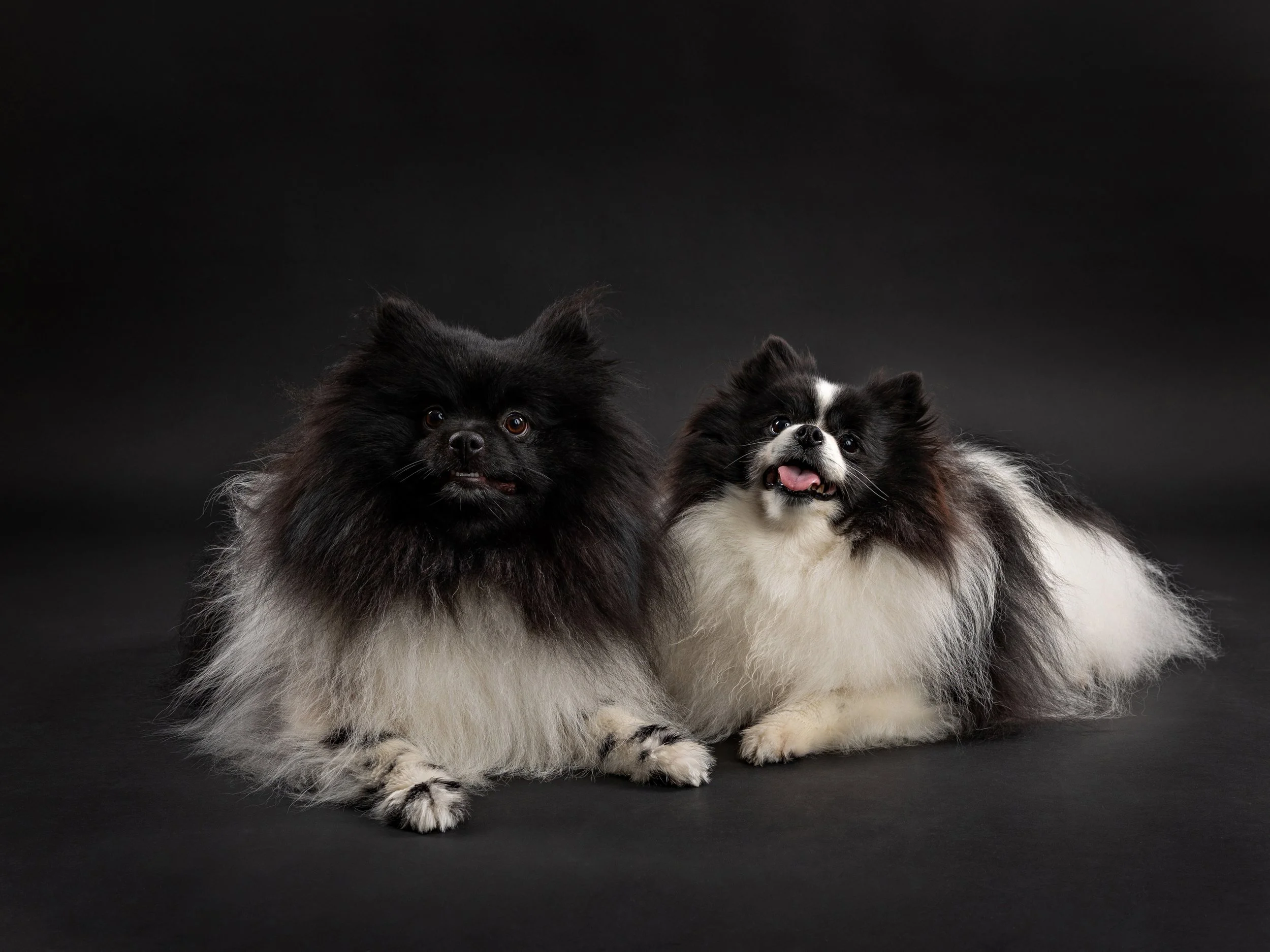 Two fluffy Pomeranian dogs lying on a black background, facing forward, with their heads slightly tilted.