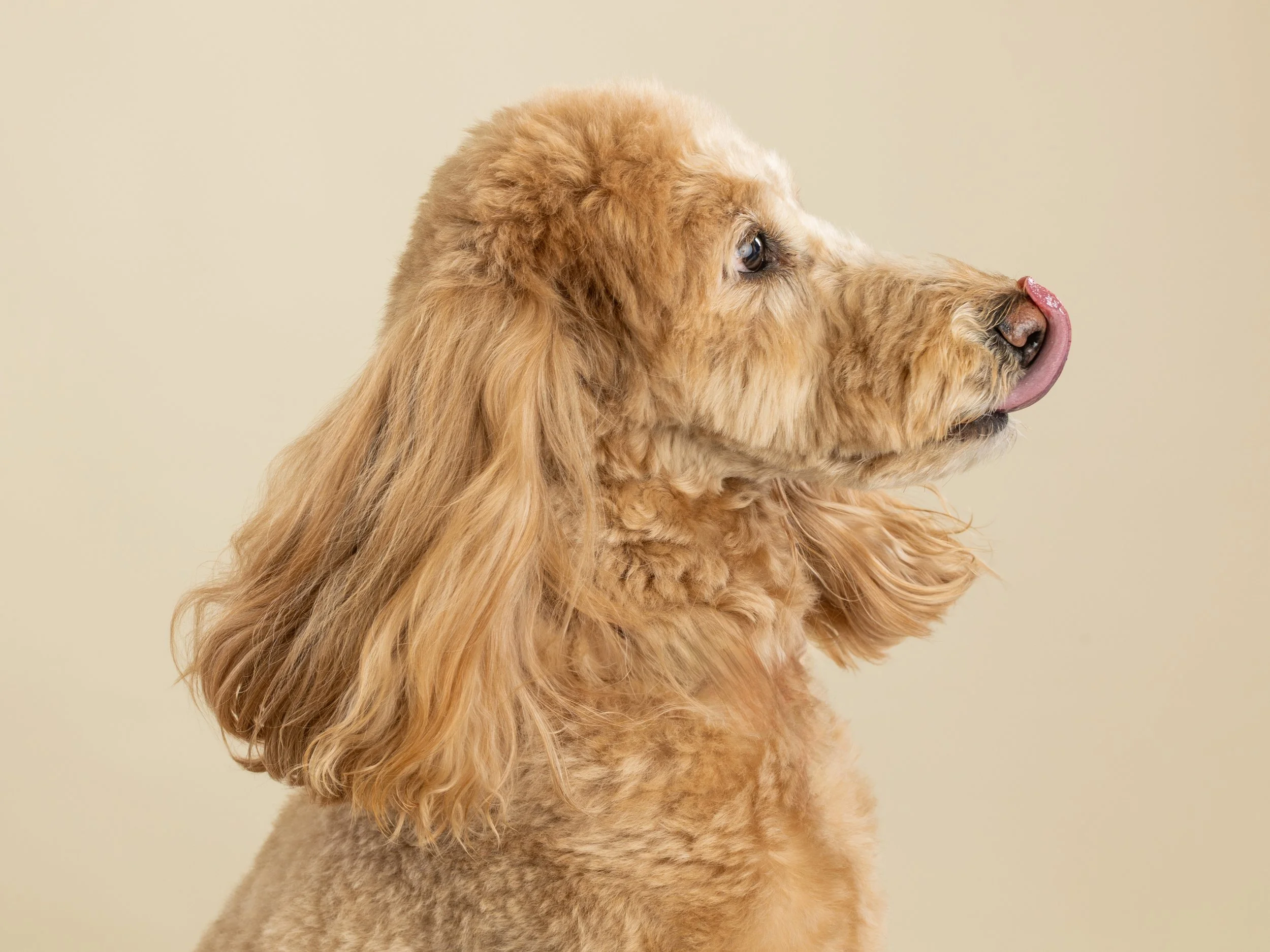 Pet photography at Studio Q Photography in Vancouver WA.