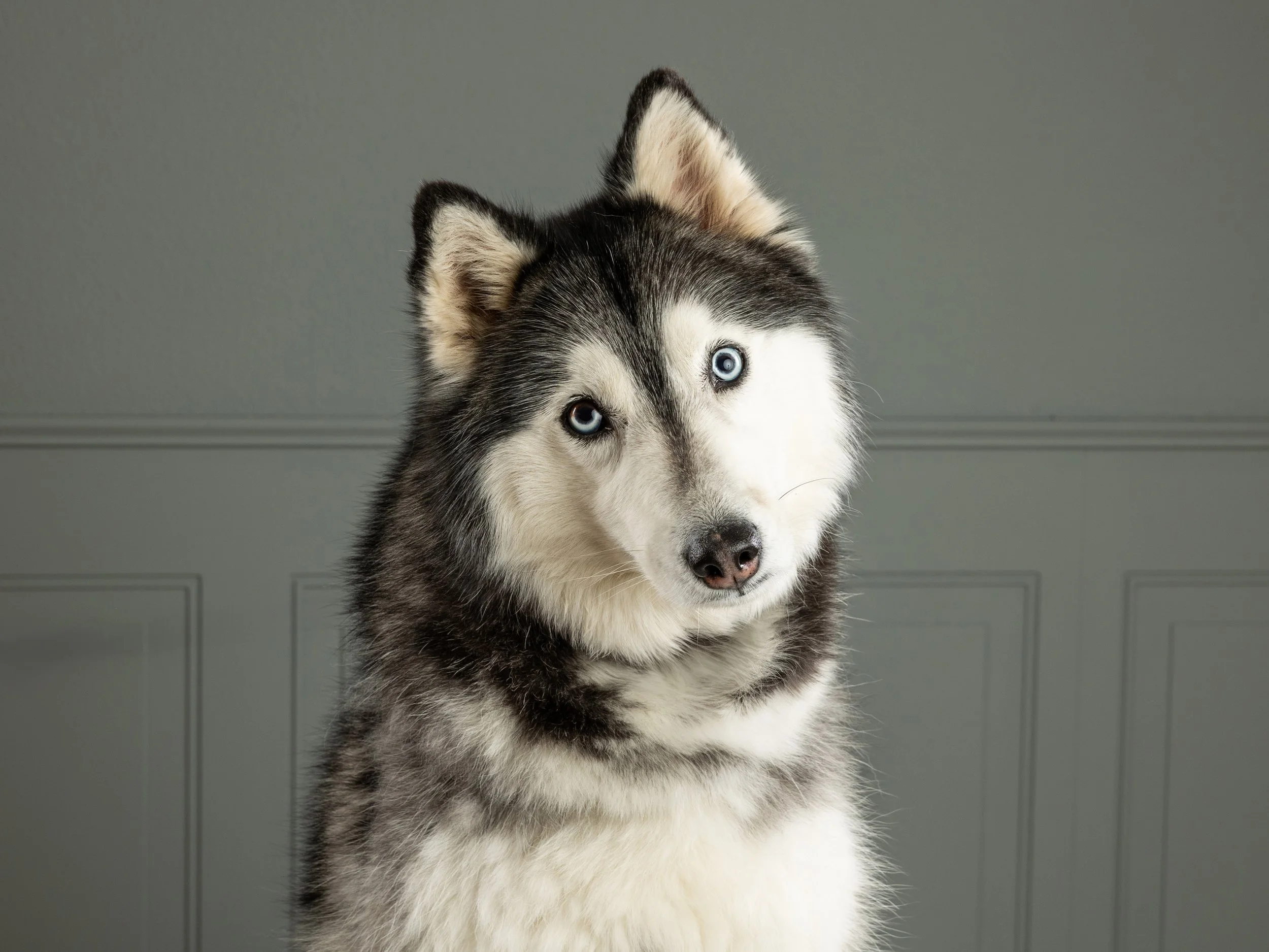 How to Prep for a Photo Session with Your Pet - Vancouver, WA / Portland, OR Photographer