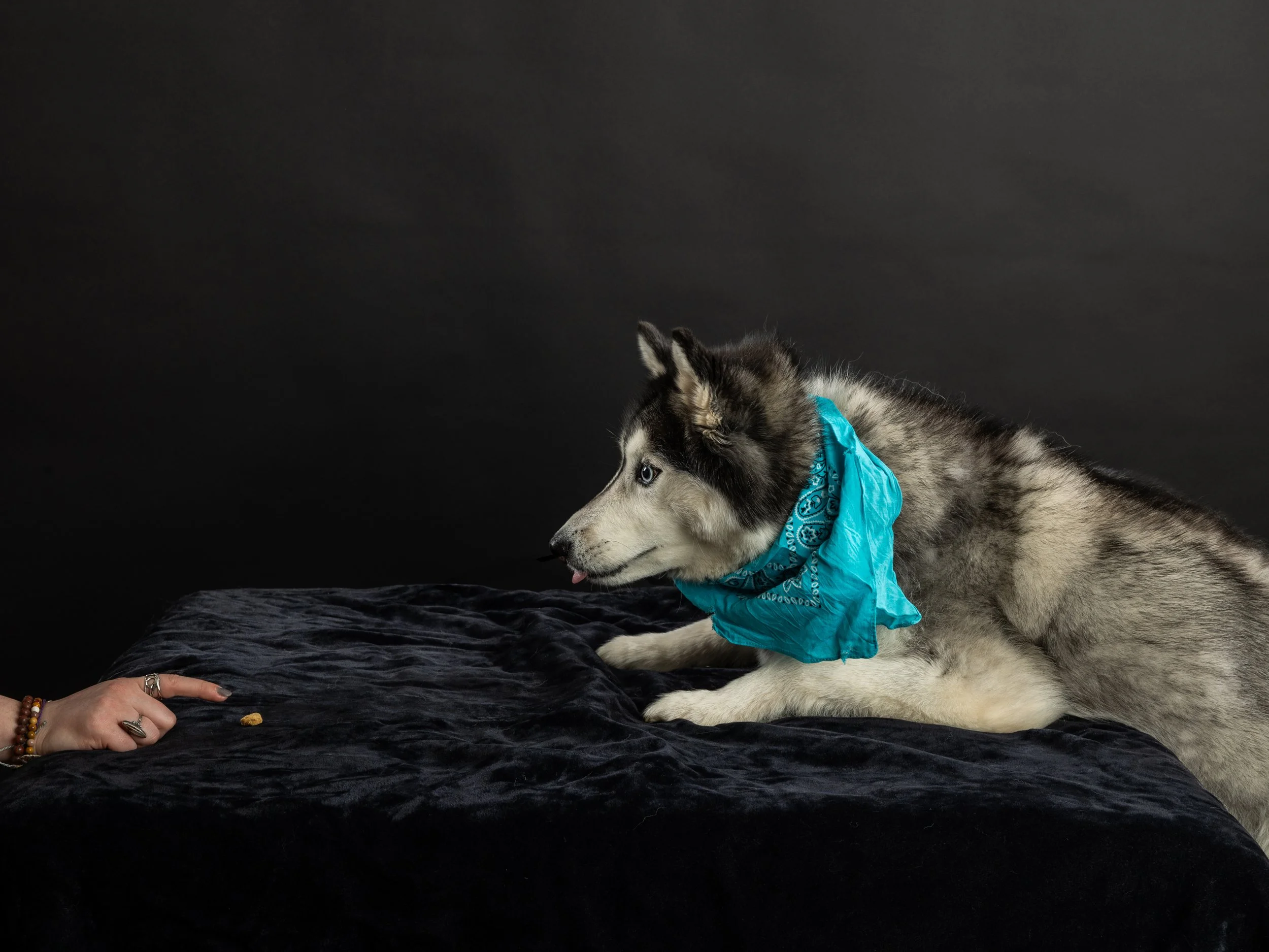 A Siberian Husky puppy with a blue bandana lying on a black fuzzy surface, reaching towards a person's hand.