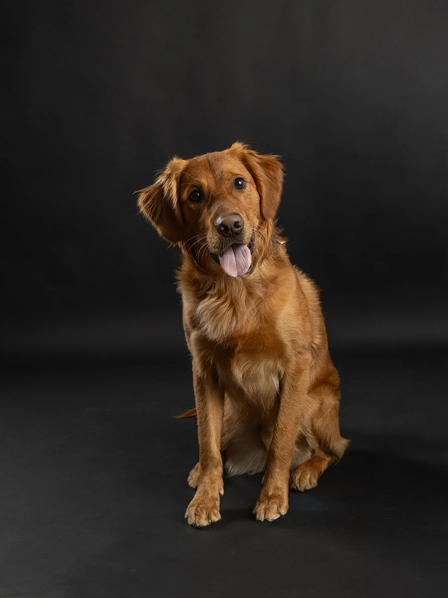 Pet photography at Studio Q Photography in Vancouver WA.