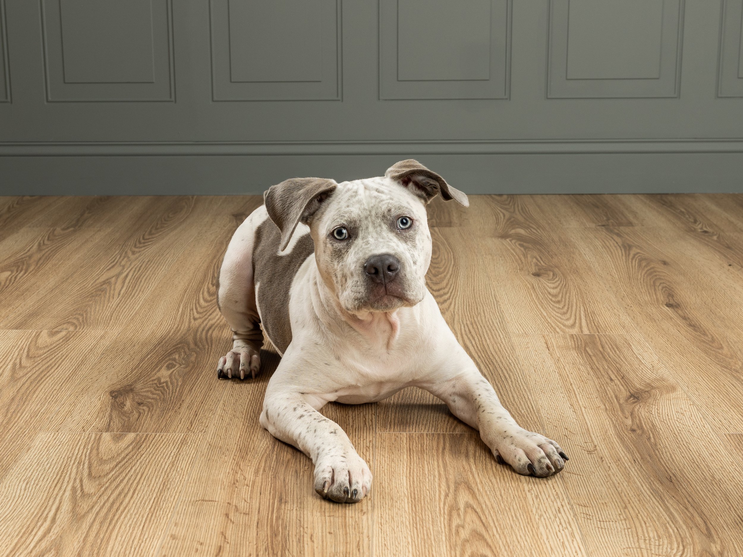 White and tan dog laying down on the floor looking at the camera.