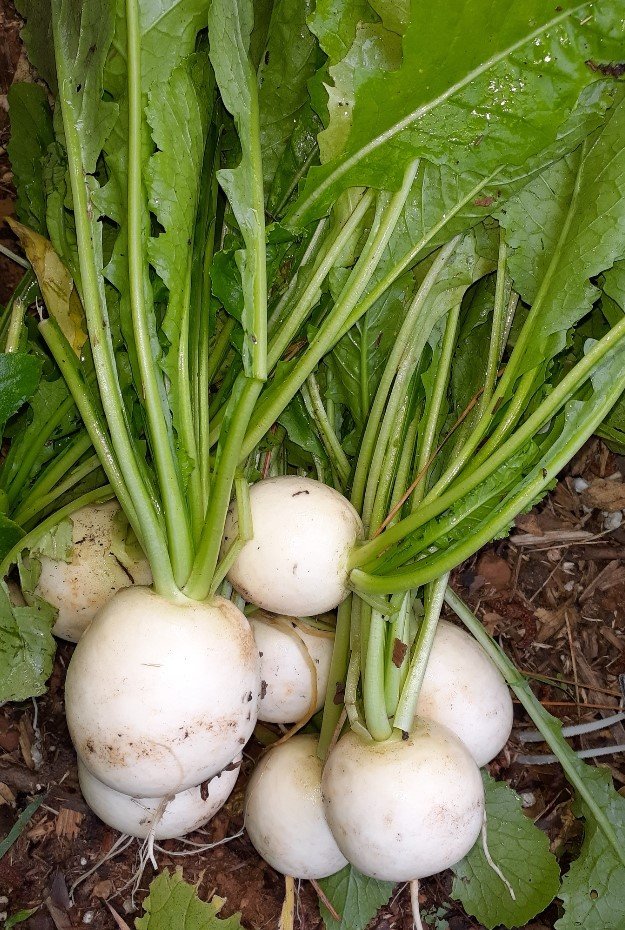 Hakurei Turnip one bunch