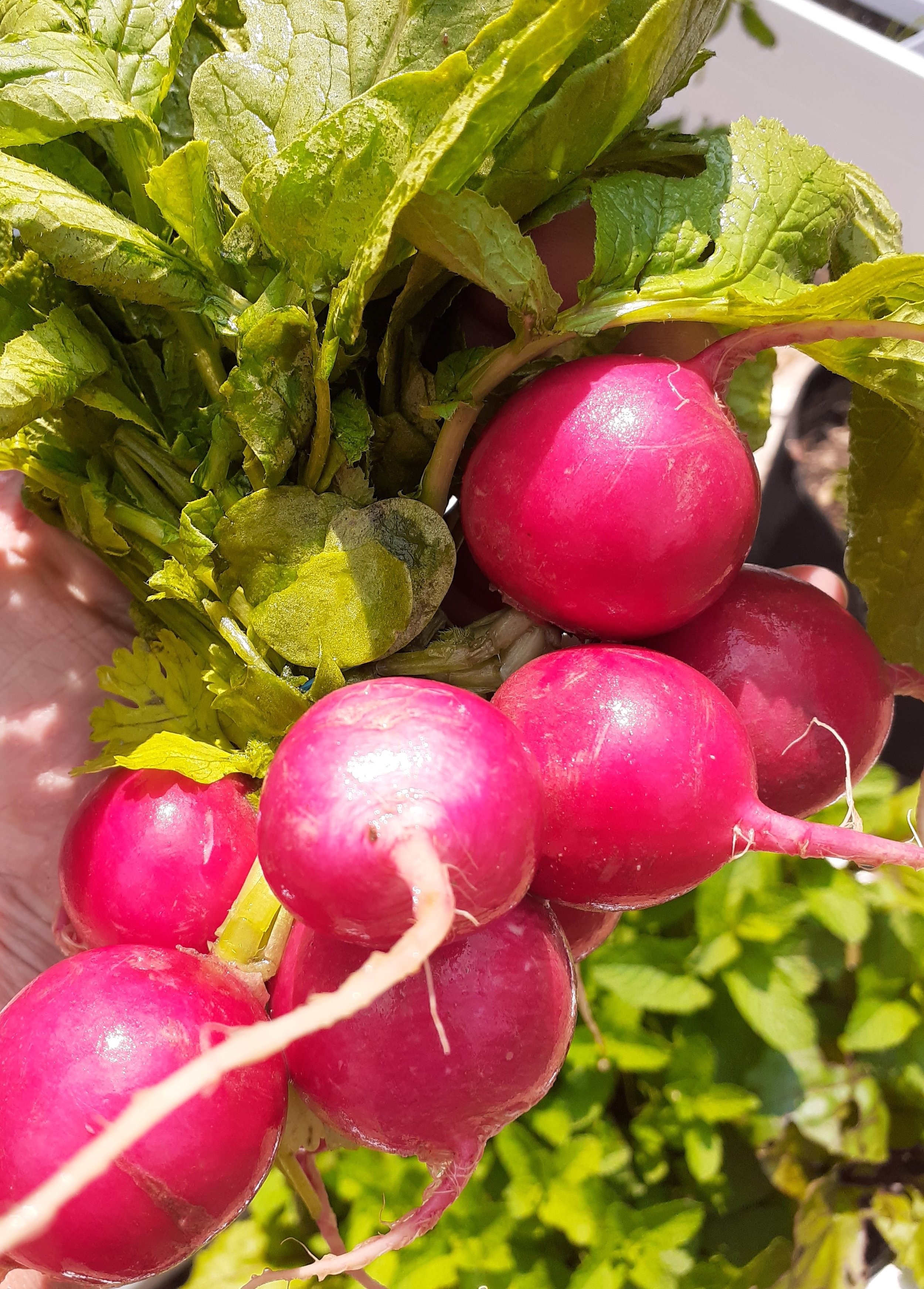 radish.jpg