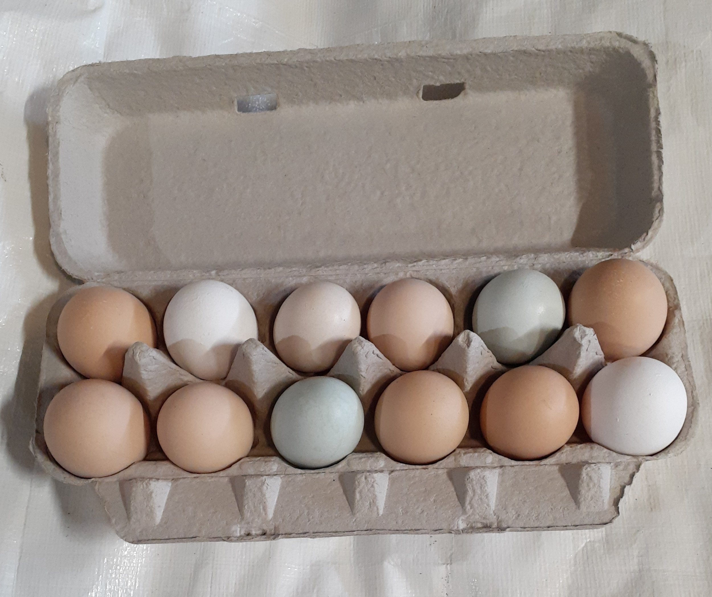 eggs.jpg