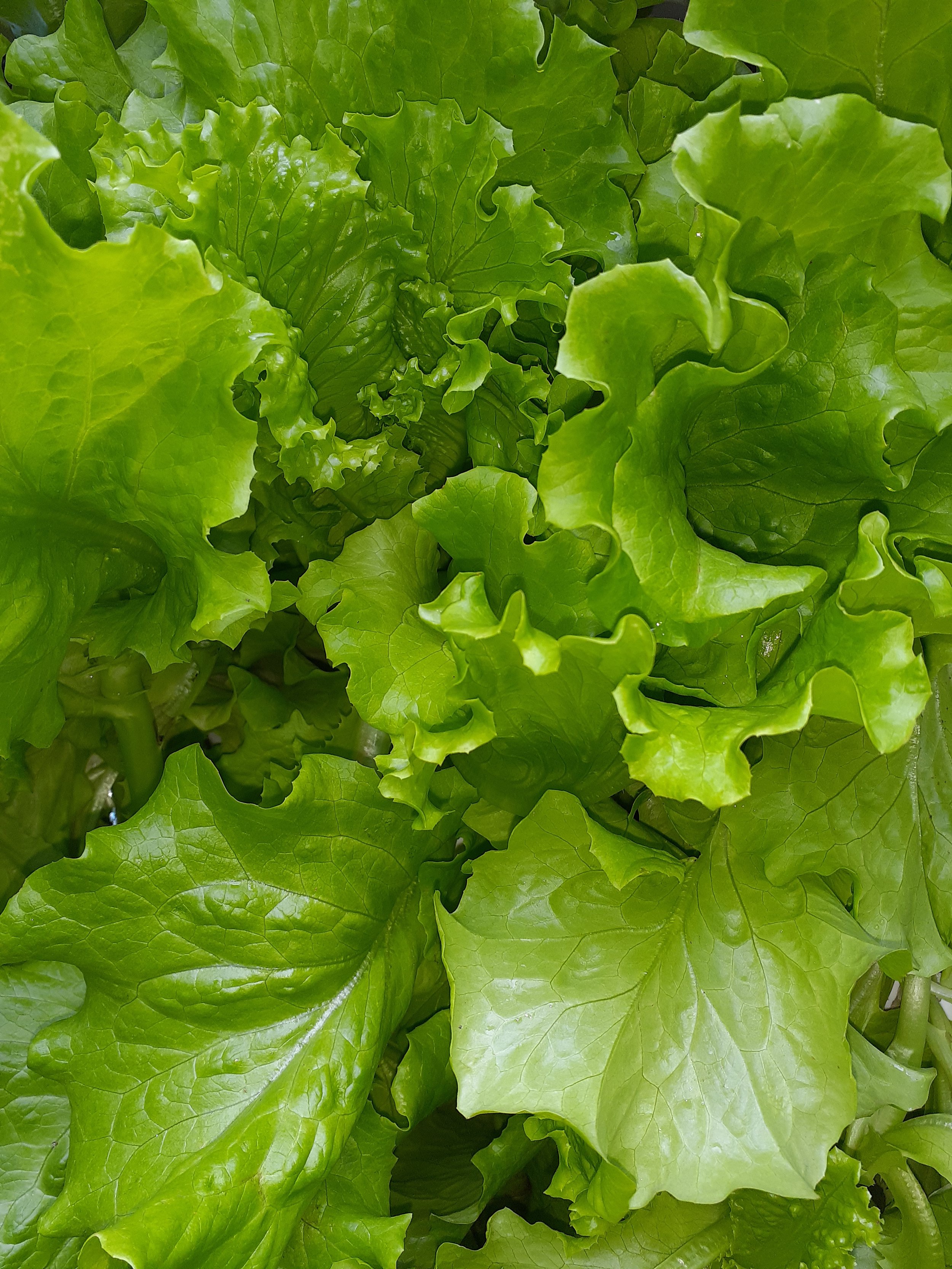 lettuce.jpg