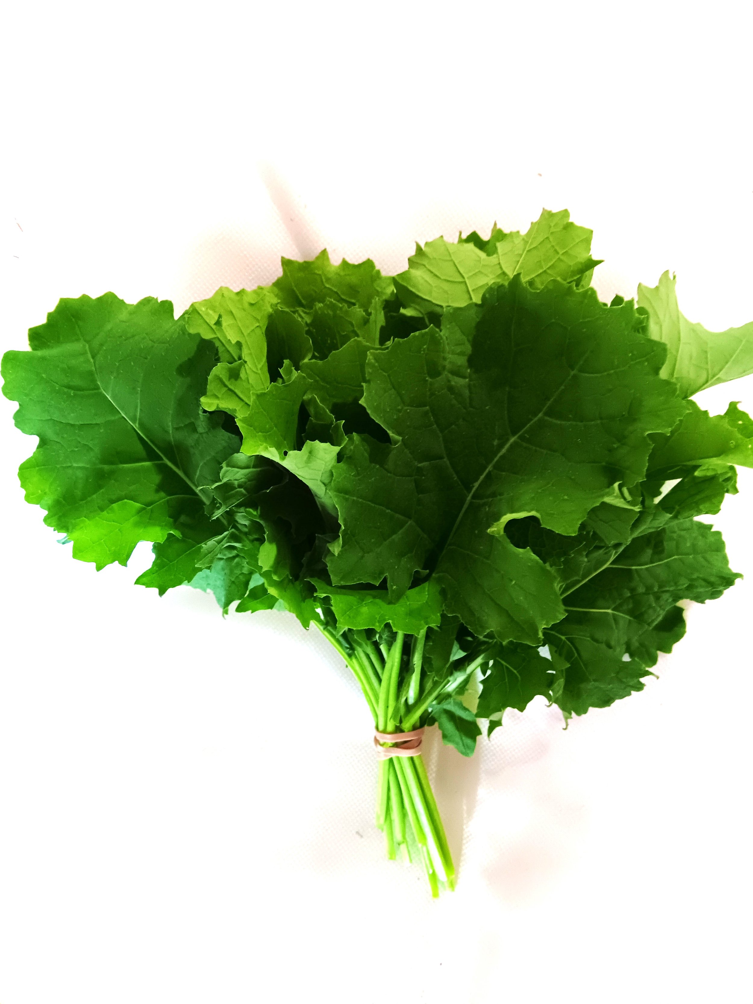dwarf siberian kale.jpg