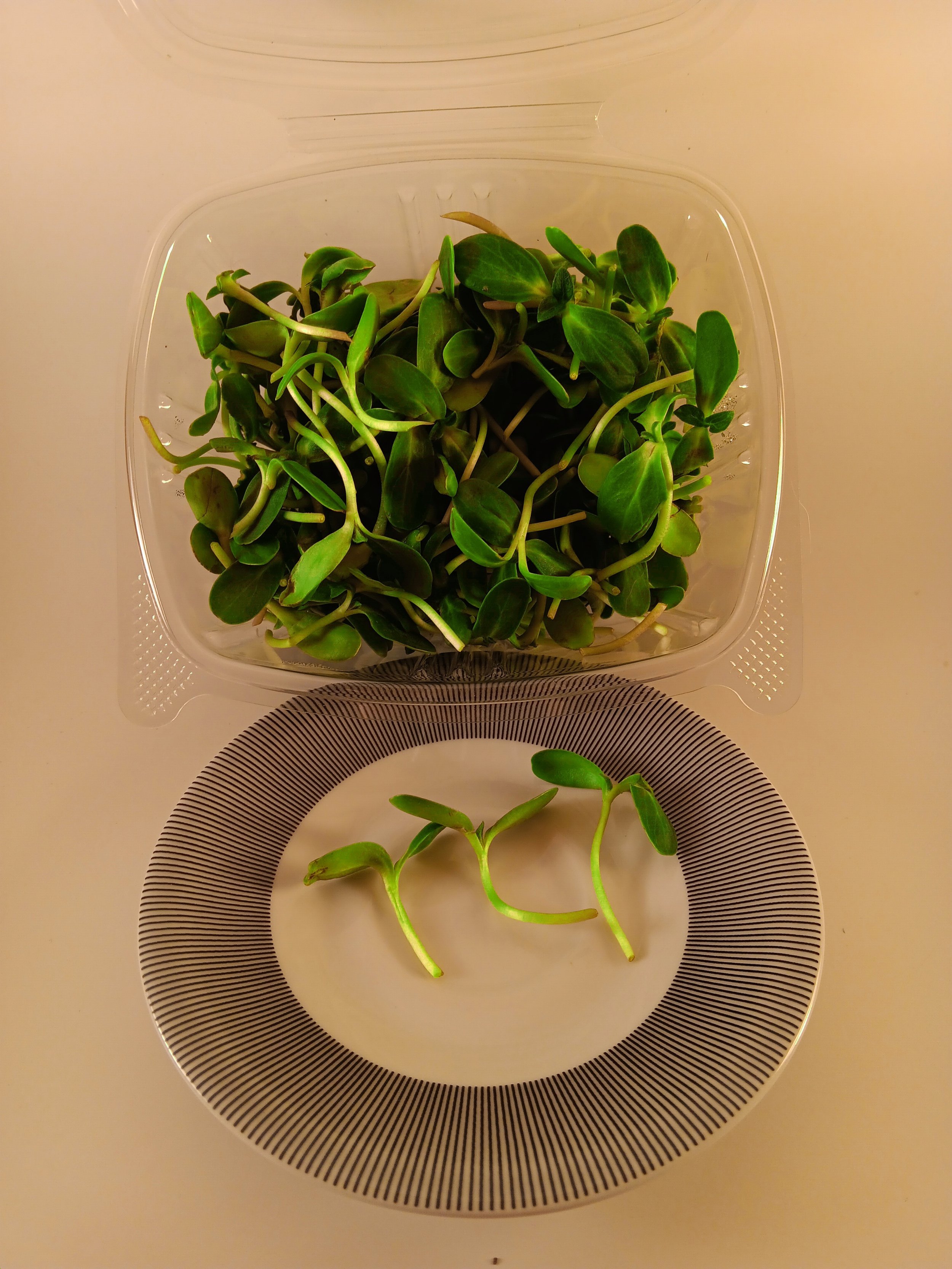 Sunflower Microgreens 2oz