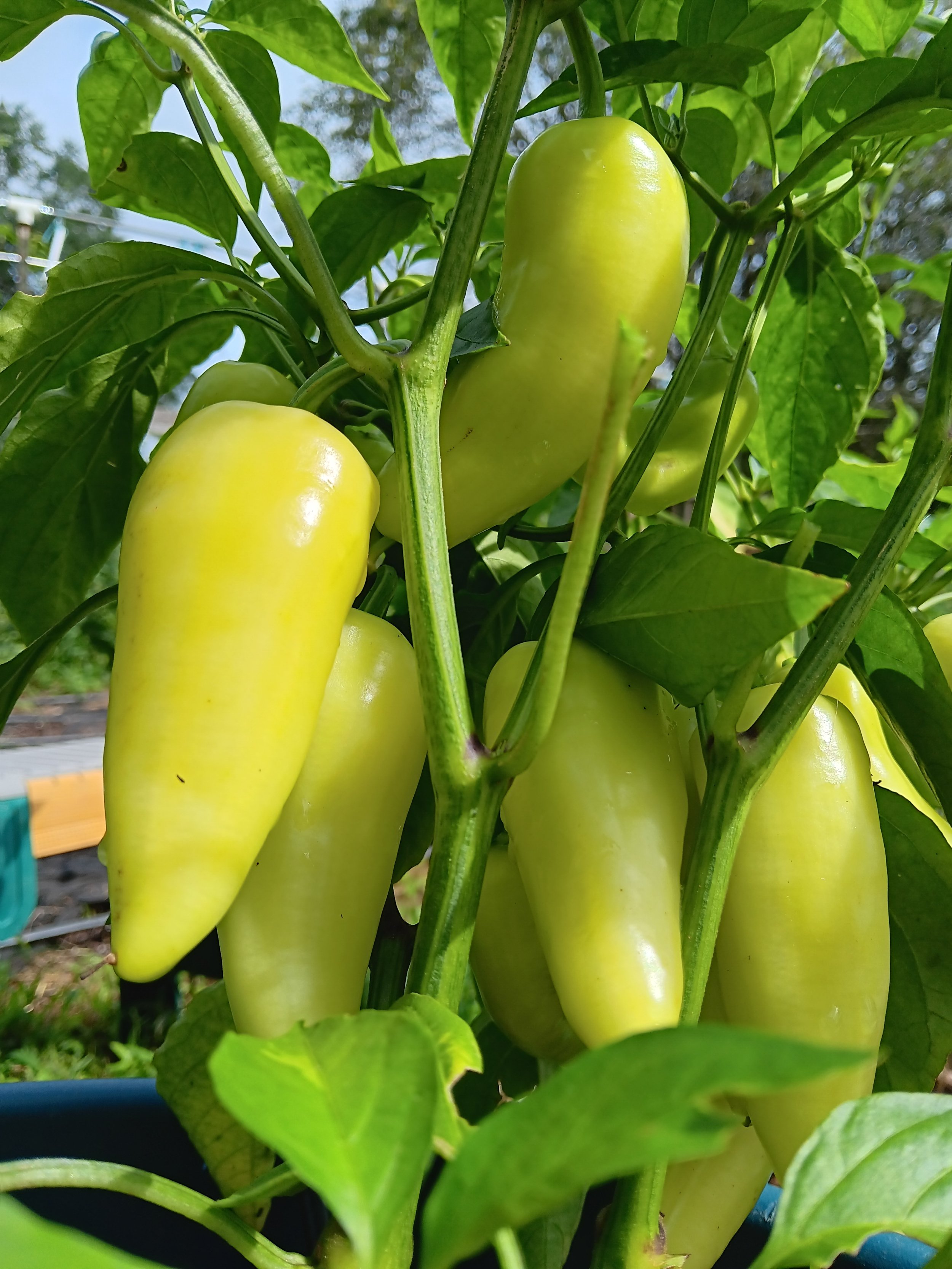 Banana Peppers 3 count