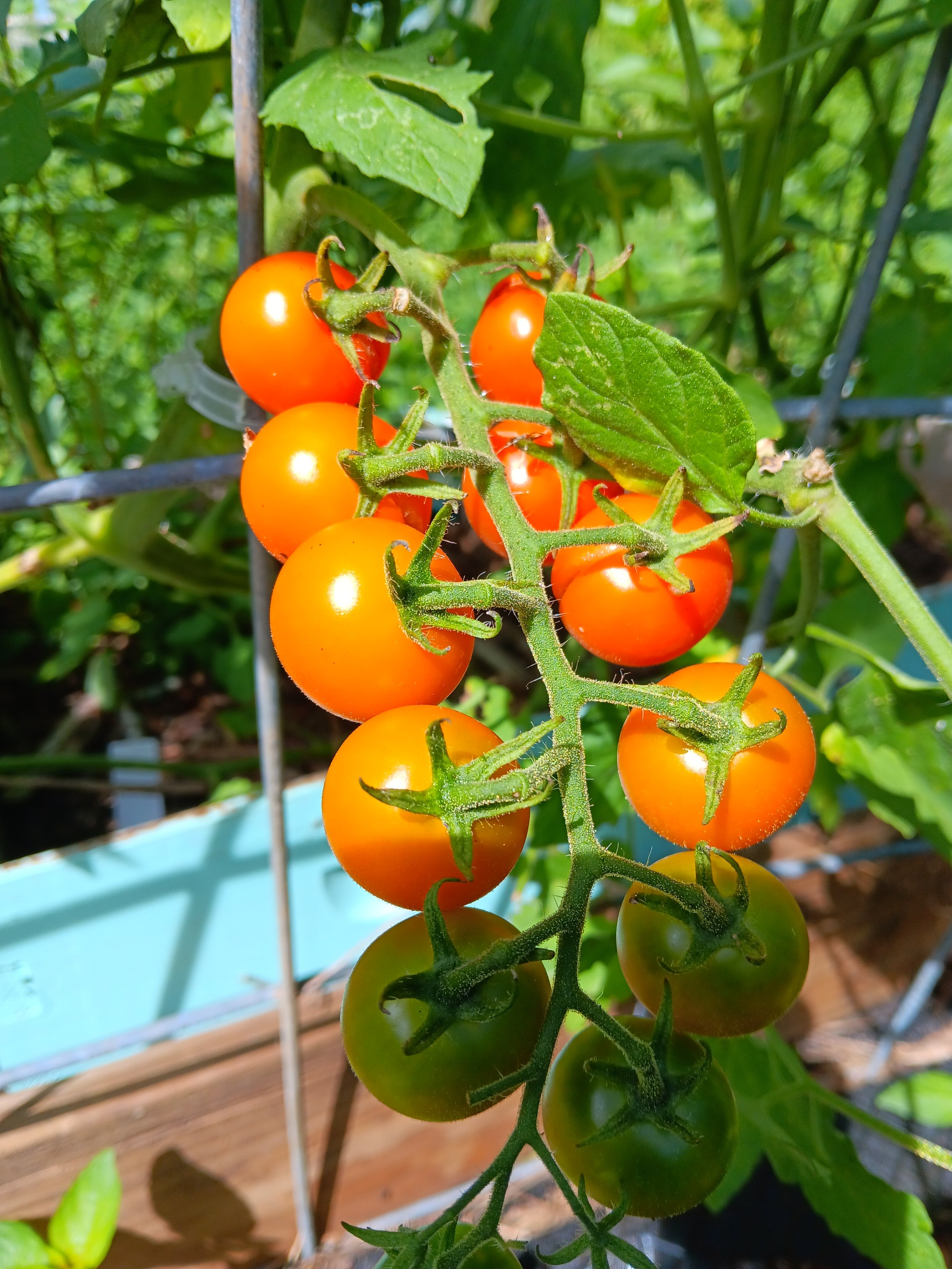 Cherry Tomatoes 10 oz container
