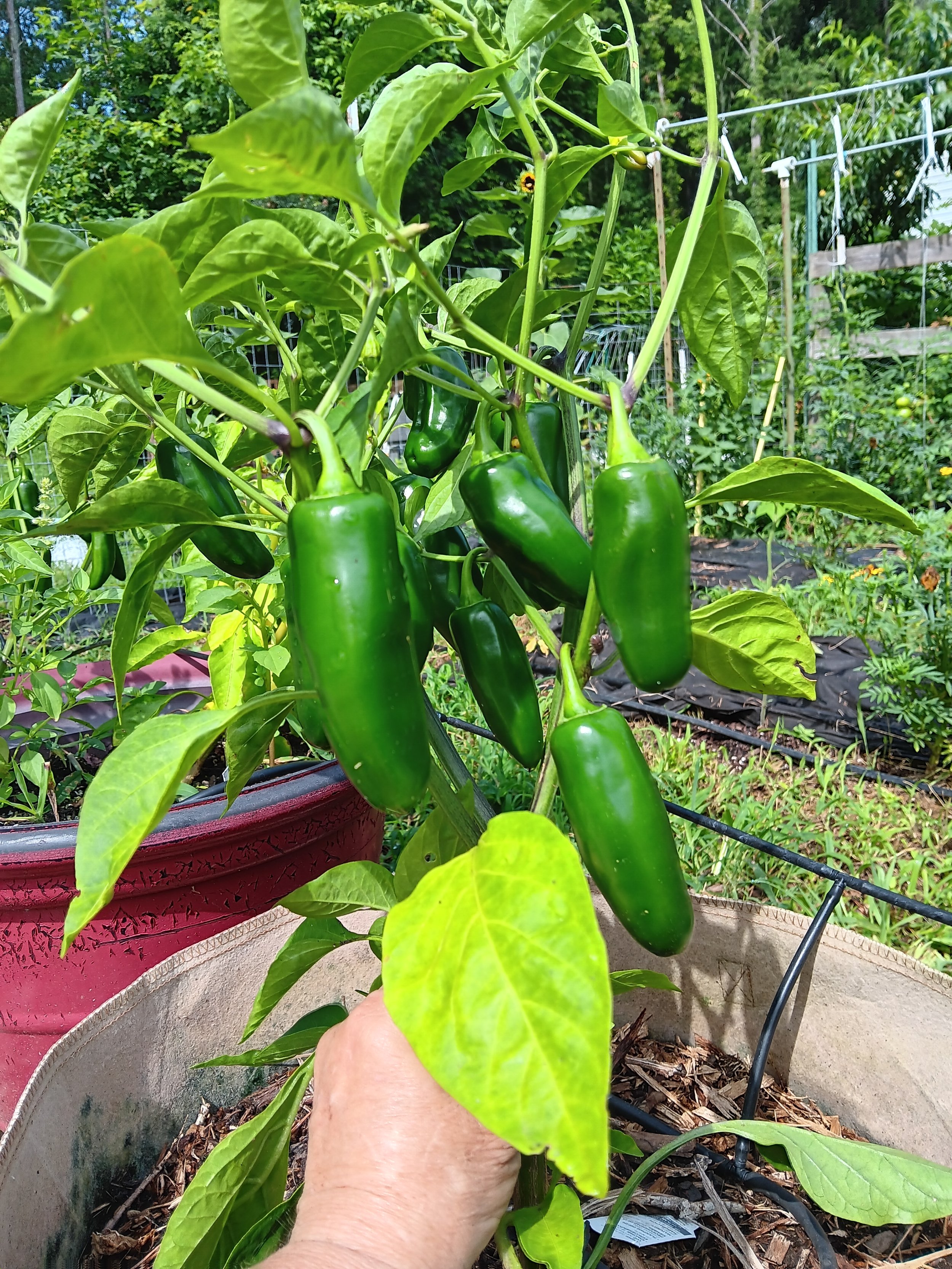 Jalapeno Peppers 3 count