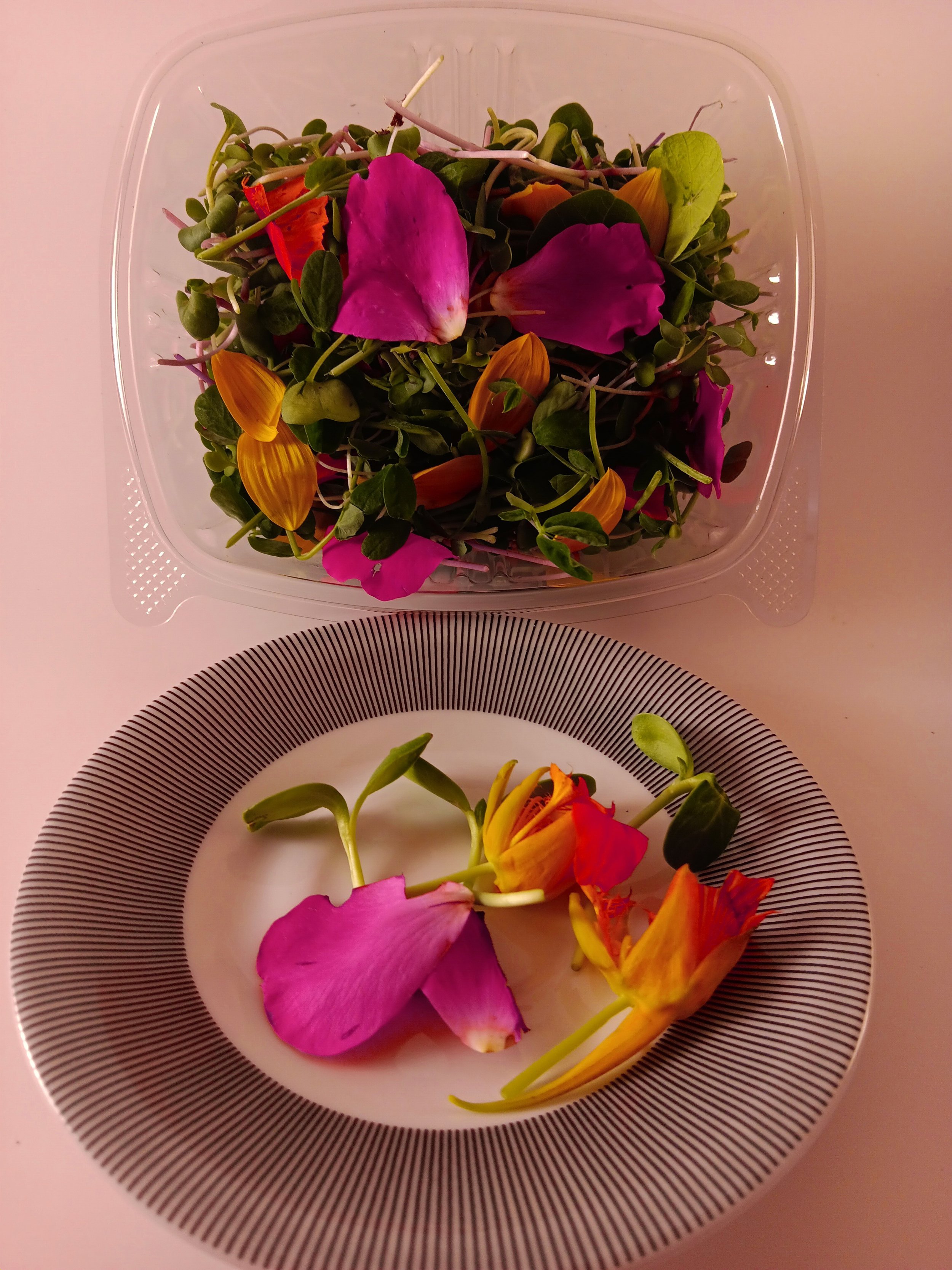Spicey Bloomers Microgreens 2oz