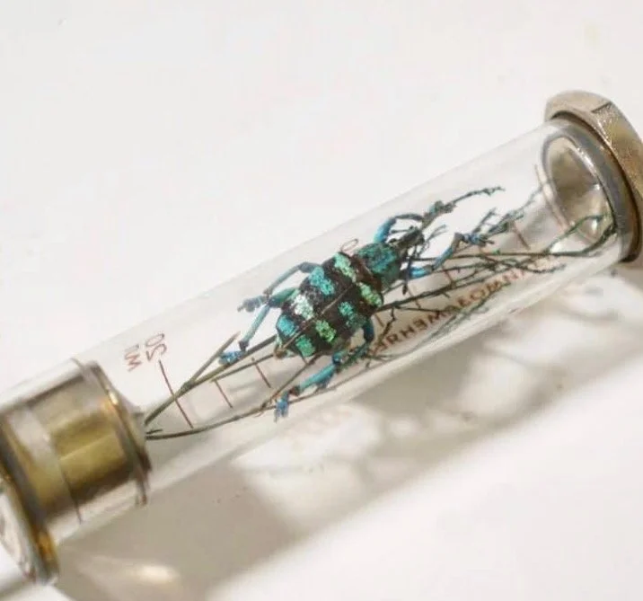 Congress of Curious Peoples: &nbsp;Workshop: Gotham Taxidermy Beetle Class with Divya Anantharaman