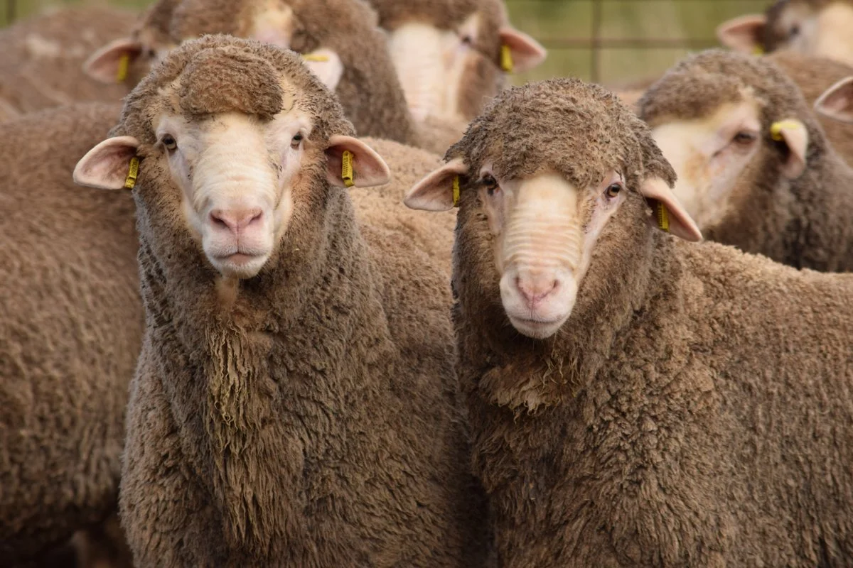 2022 Rocklyn Merino Stud Newsletter