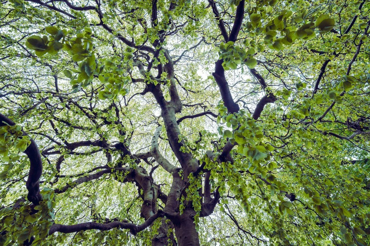 Have you ever noticed how other than the horizon, if you're looking out to sea or across a plain, nature doesn't really do straight lines?

If you lie in the grass under a tree and look up at the canopy it's a chaotic jumble of erratic angles and cur