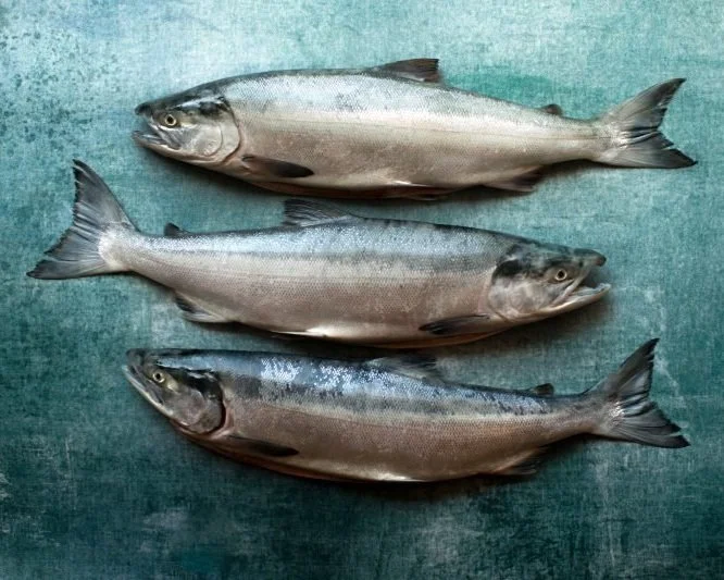 About Bristol Bay's Wild Sockeye Salmon — Slipstream Sockeye