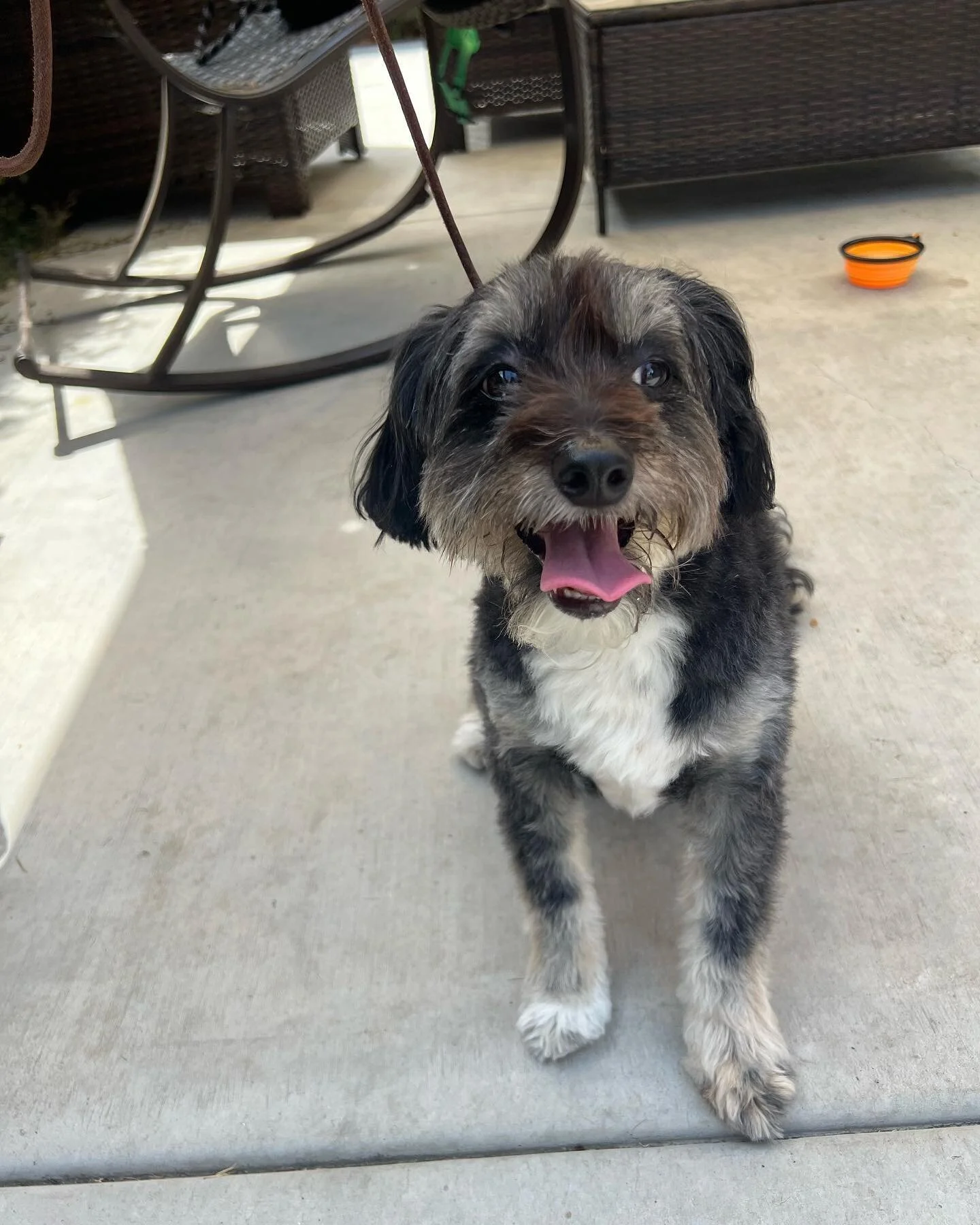 Arthur is a sweet pandemic pup who is absolutely terrified of everything! 
-
From loud noises to leaves rustling in the wind, Arthur runs away in fear! We are focusing on his basic obedience and confidence building to give Arthur the life his owners 