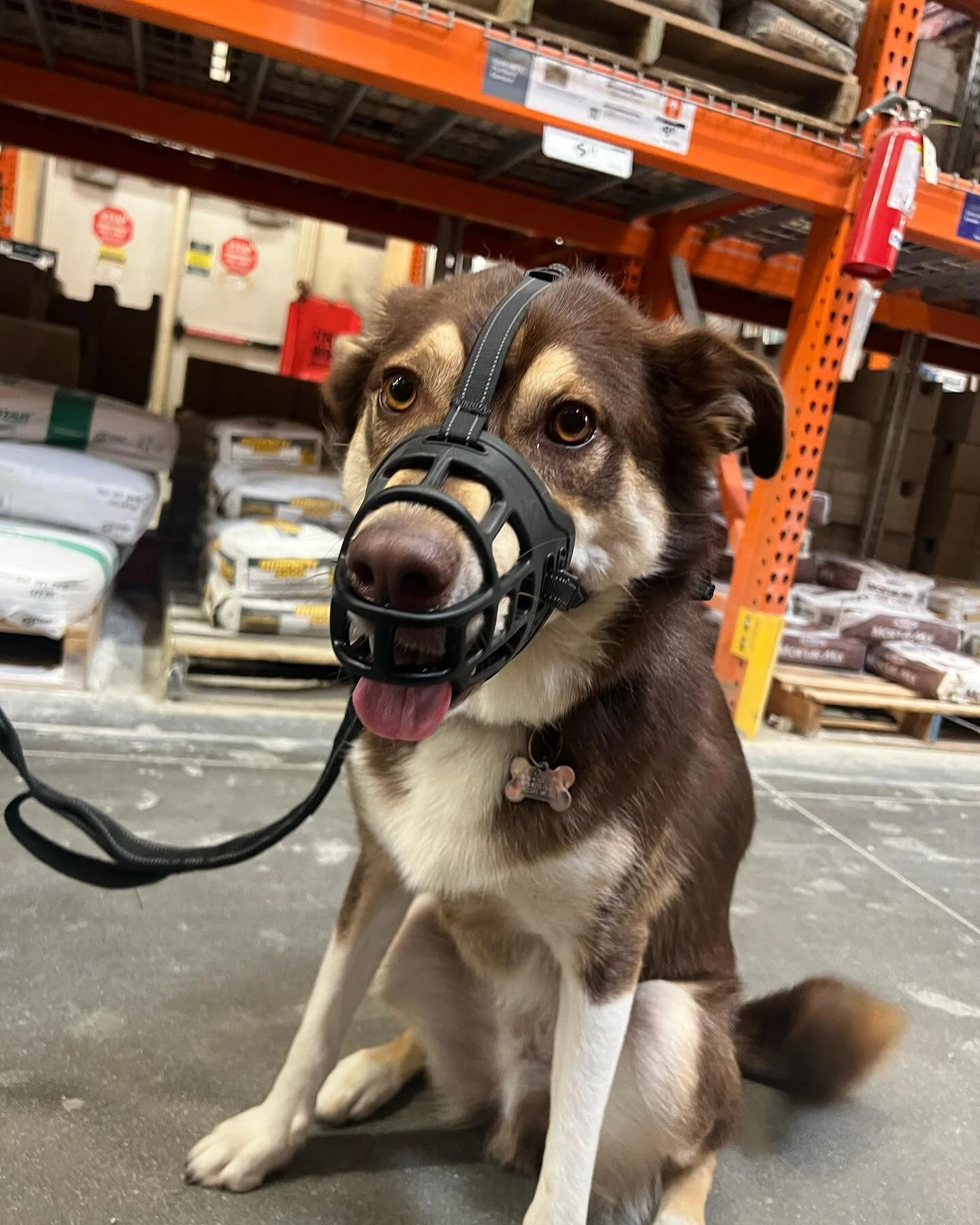 Are muzzles only for aggressive dogs? ABSOLUTELY NOT! 
-
In America there is a very strange stigma around muzzles. Muzzles are only worn on aggressive dogs and if you ever see a dog wearing a muzzle be sure to stay faaaaarrrrr away.
-
This is absolut