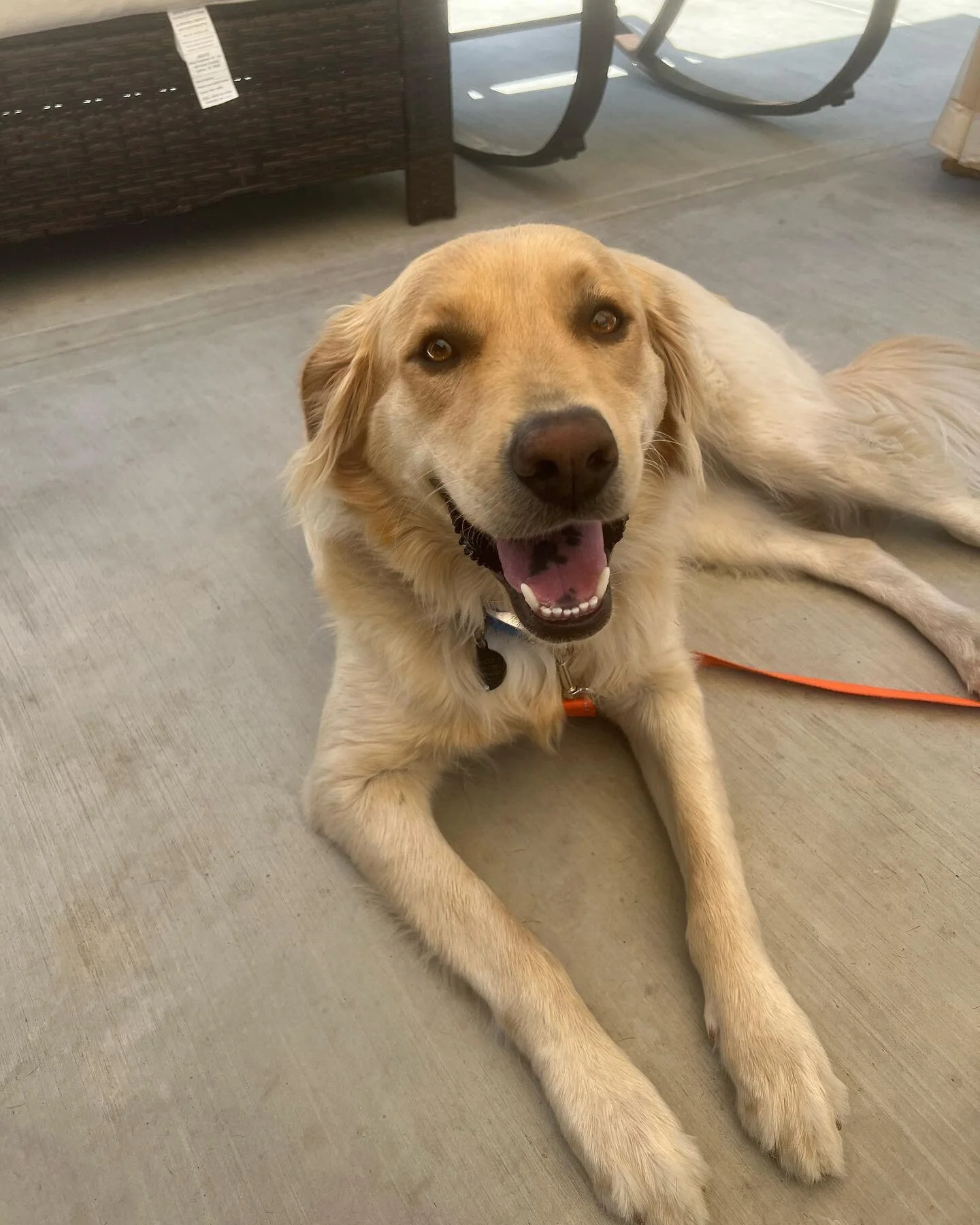 Blanco is a sweet 1 year old golden retriever working on perfecting his obedience and walking!
-
He&rsquo;s overall very mellow and lives with two very young kids who keep him occupied. We&rsquo;re focusing on leash walking, place command, and not ea