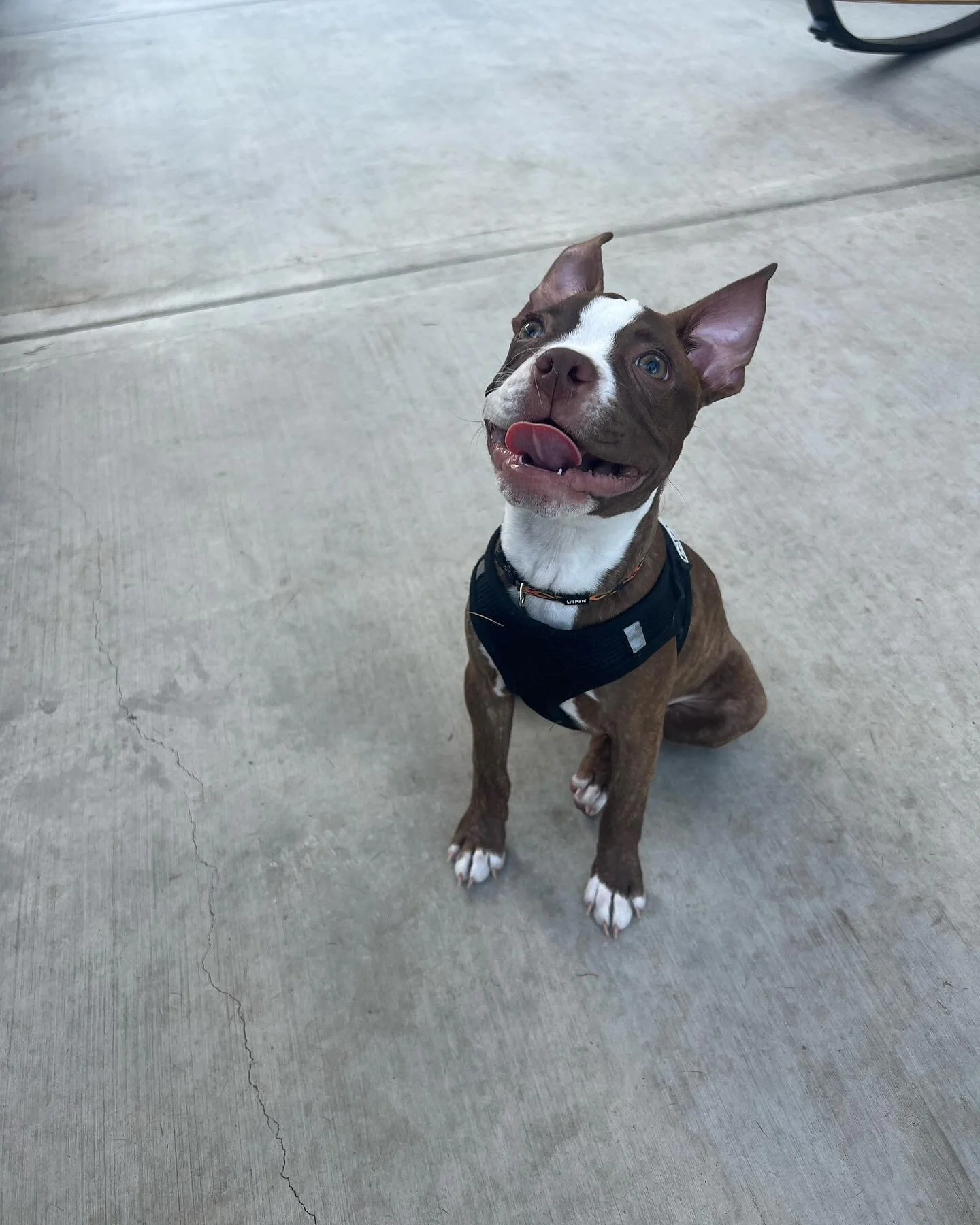 Meet Levy the cutest Boston terrier puppy!
-
He&rsquo;s a sweet 5 month old puppy but he&rsquo;s also a rambunctious and a little attitudey. He always gets what he wants so it&rsquo;s time to change things up and start giving him some structure and b