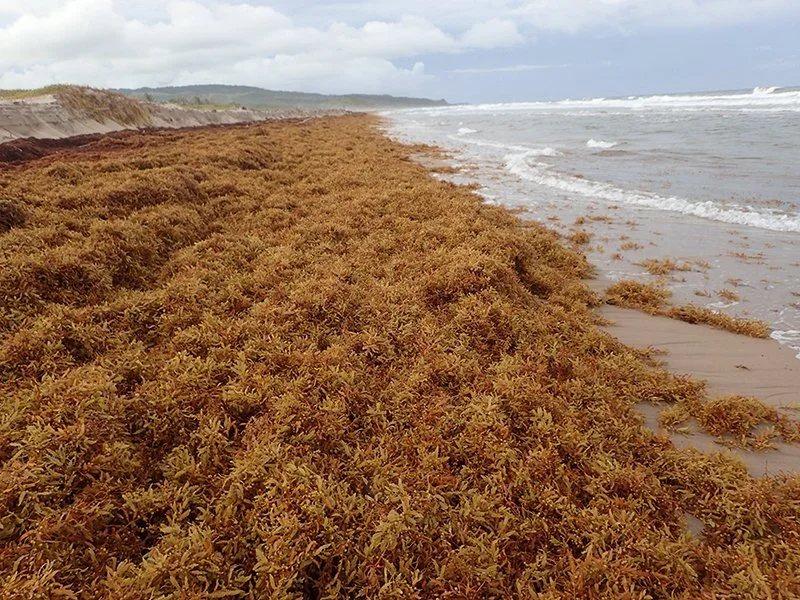 Seaweed Waste (Sargassum) — ADAR Technologies