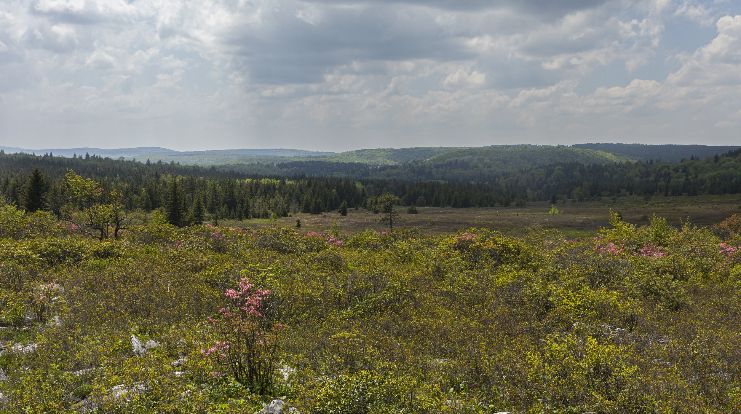 Dolly Sods, West Virginia