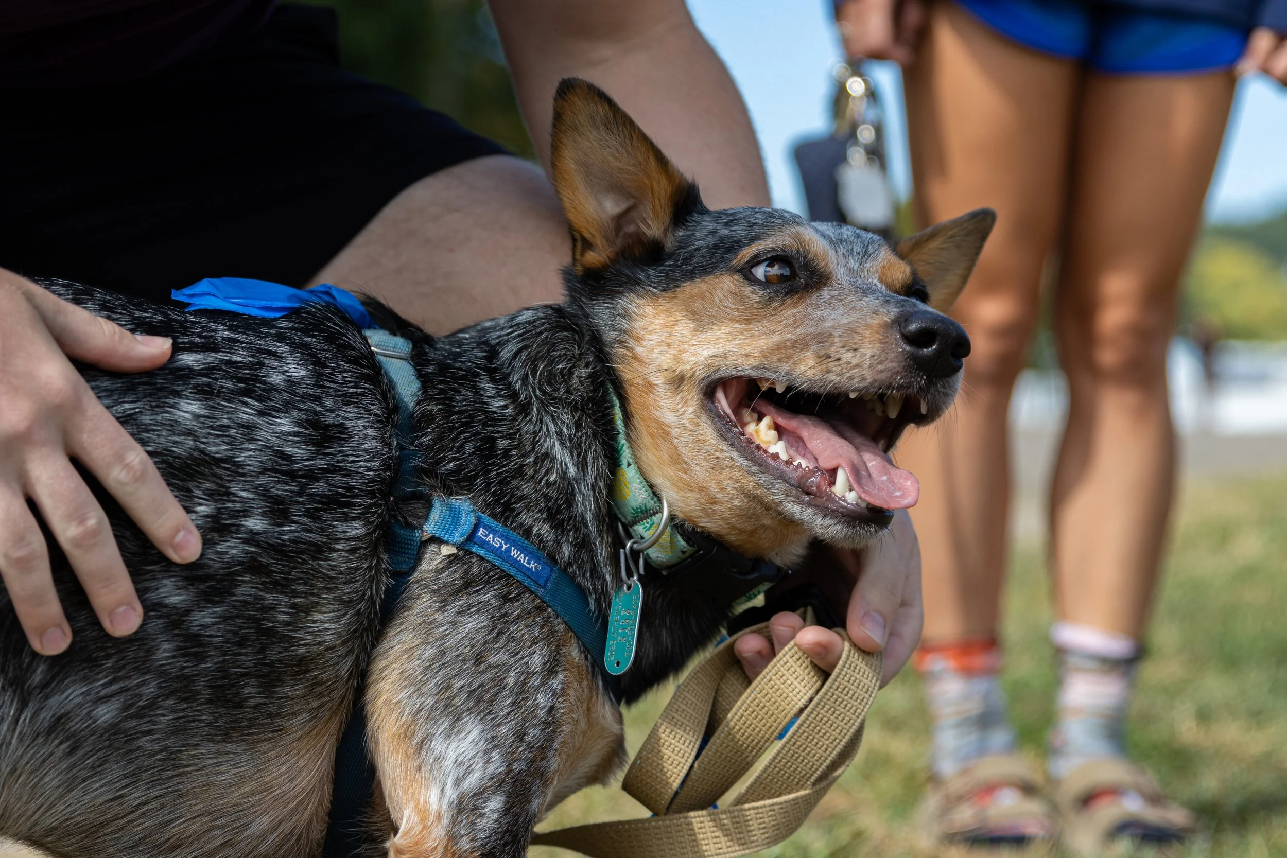 A dog gets pet at the first Pet Palooza at the Athens County Fairgrounds in Athens, Ohio. Sep. 23, 2023. | For The Post