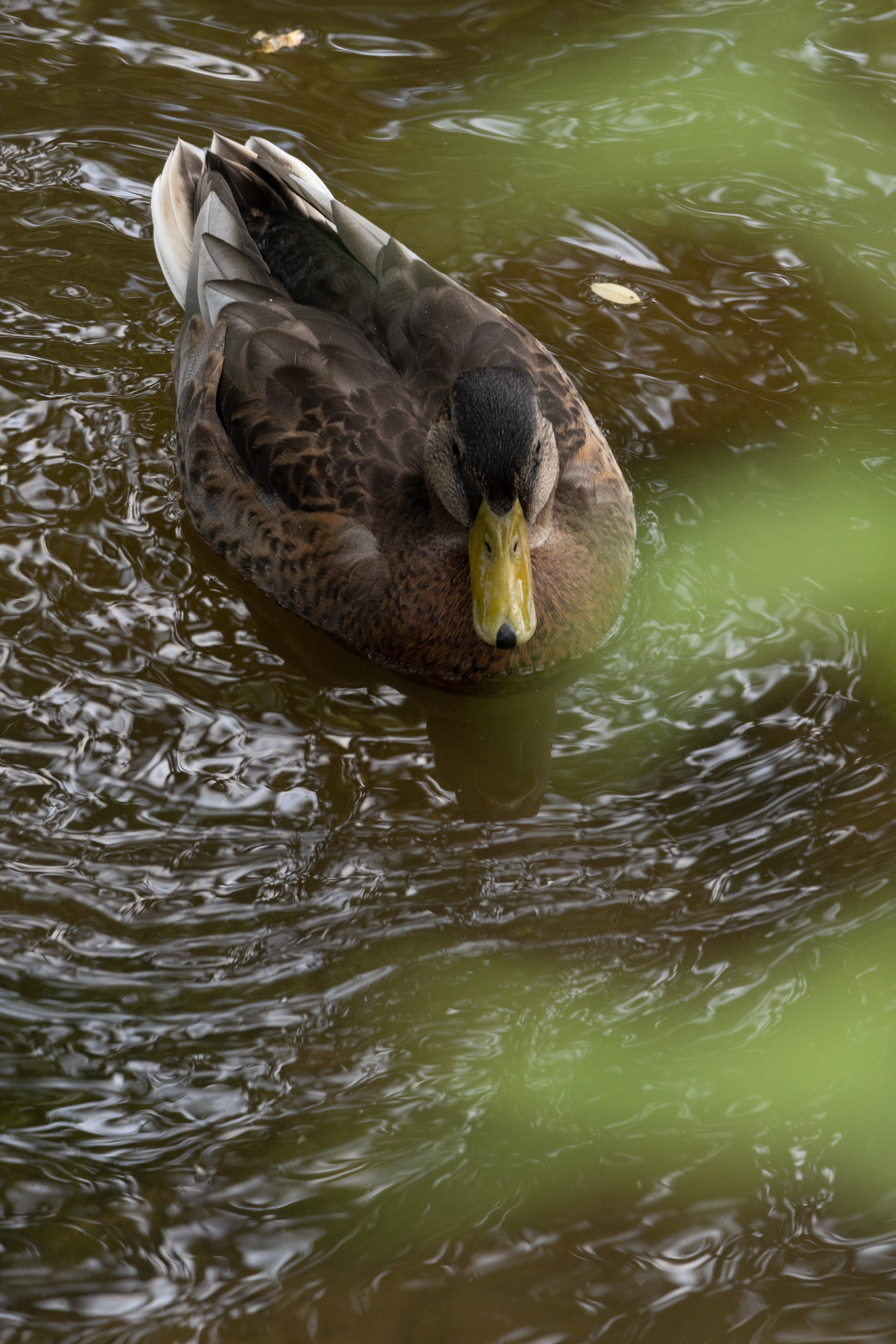 Chagrin River, Chagrin Falls, Ohio