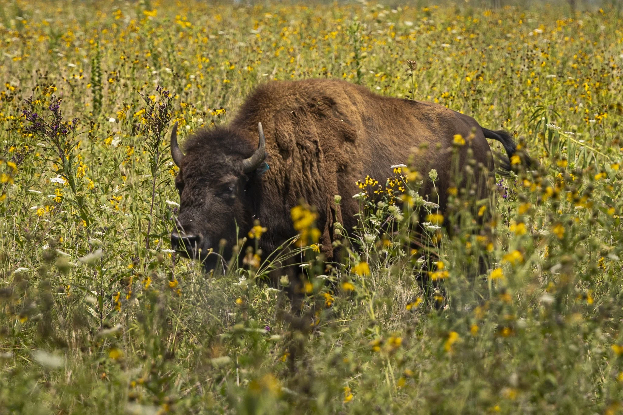 Battelle Darby Creek Metro Park, Galloway, Ohio