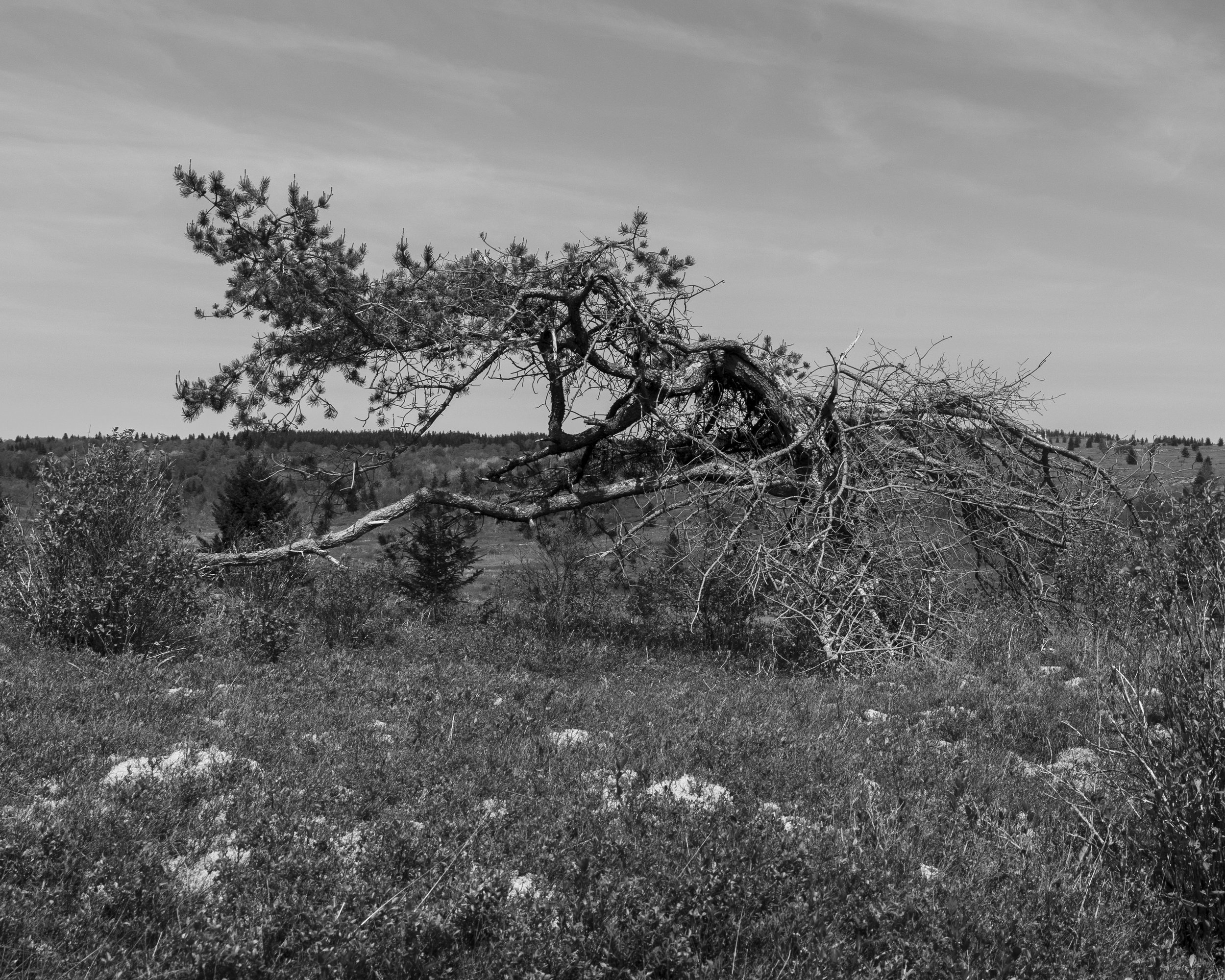 Dolly Sods, West Virginia