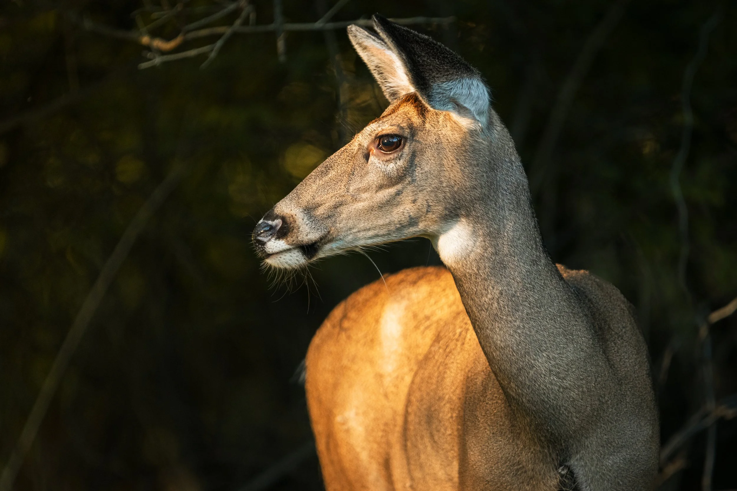 Emeriti Park, Athens, Ohio