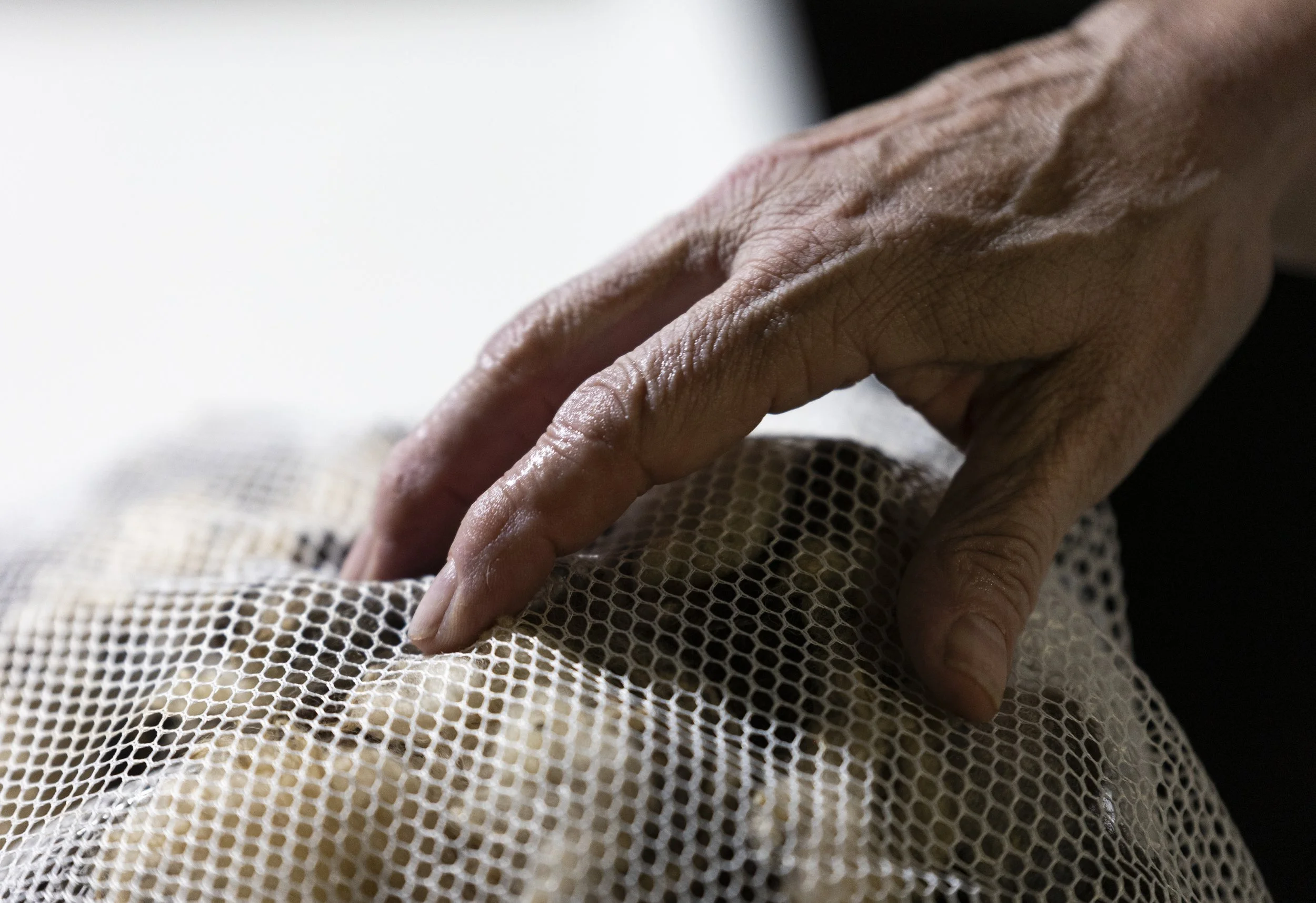 Lisa Heinz runs her hand over a mesh bag of Jacob wool in her basement in Athens, Ohio, September 4, 2025. Jacob wool is one of her most popular wool types that she dyes for its durable but soft quality. A frequent struggle with storing wool are moth