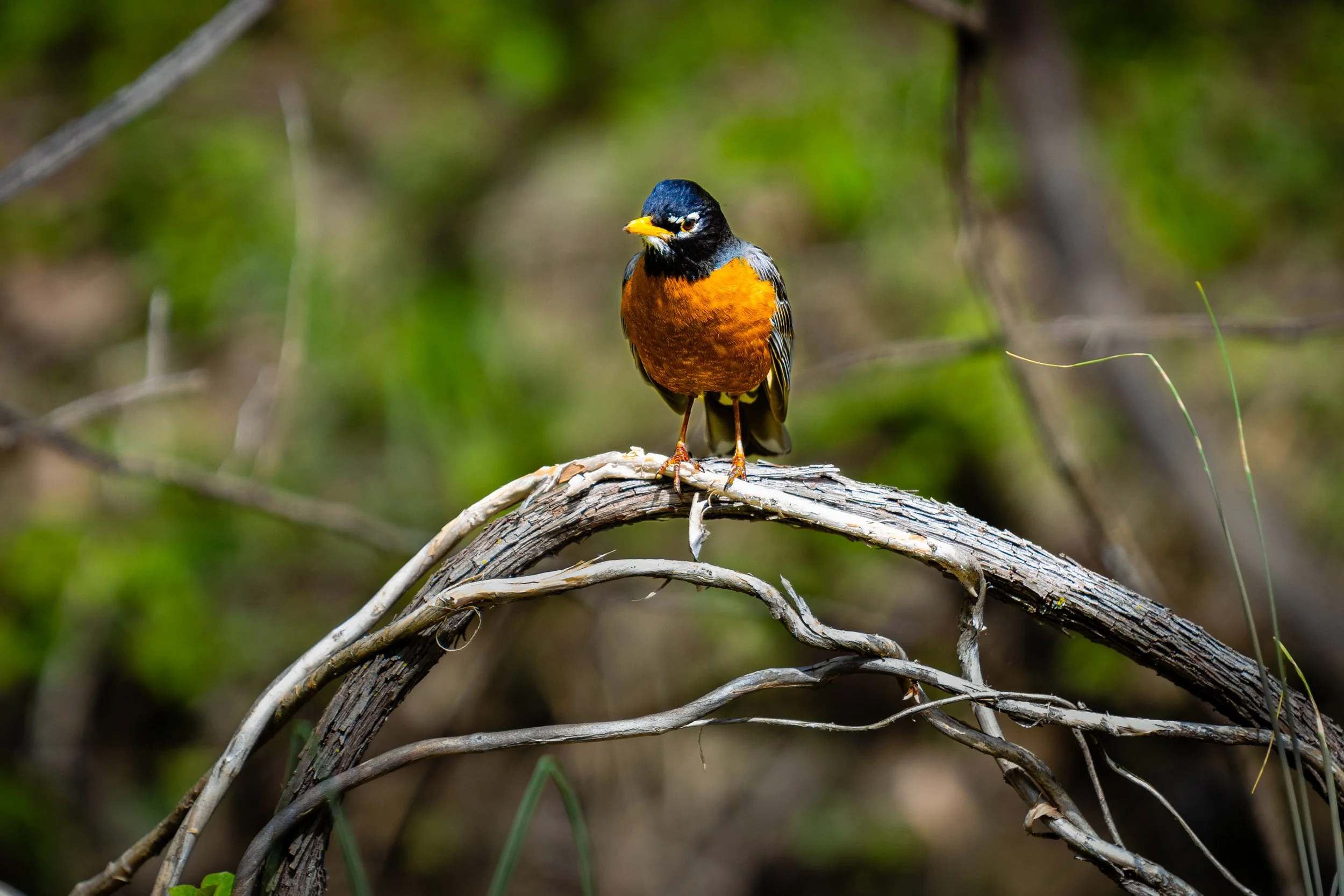 Emeriti Park, Athens, Ohio