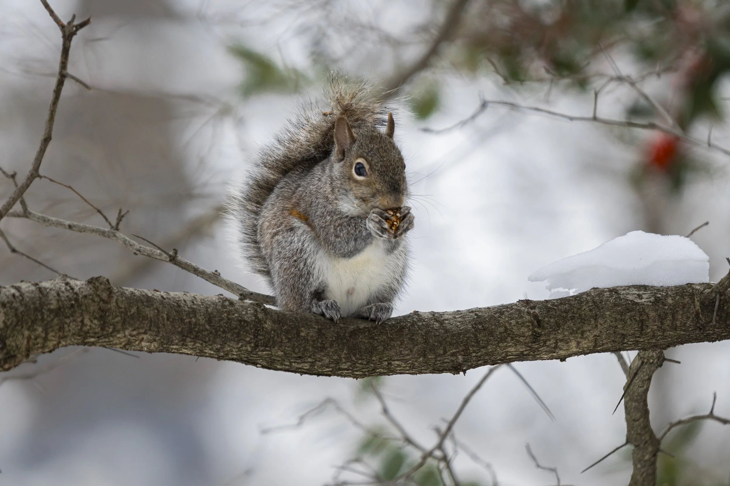 College Green, Athens, Ohio
