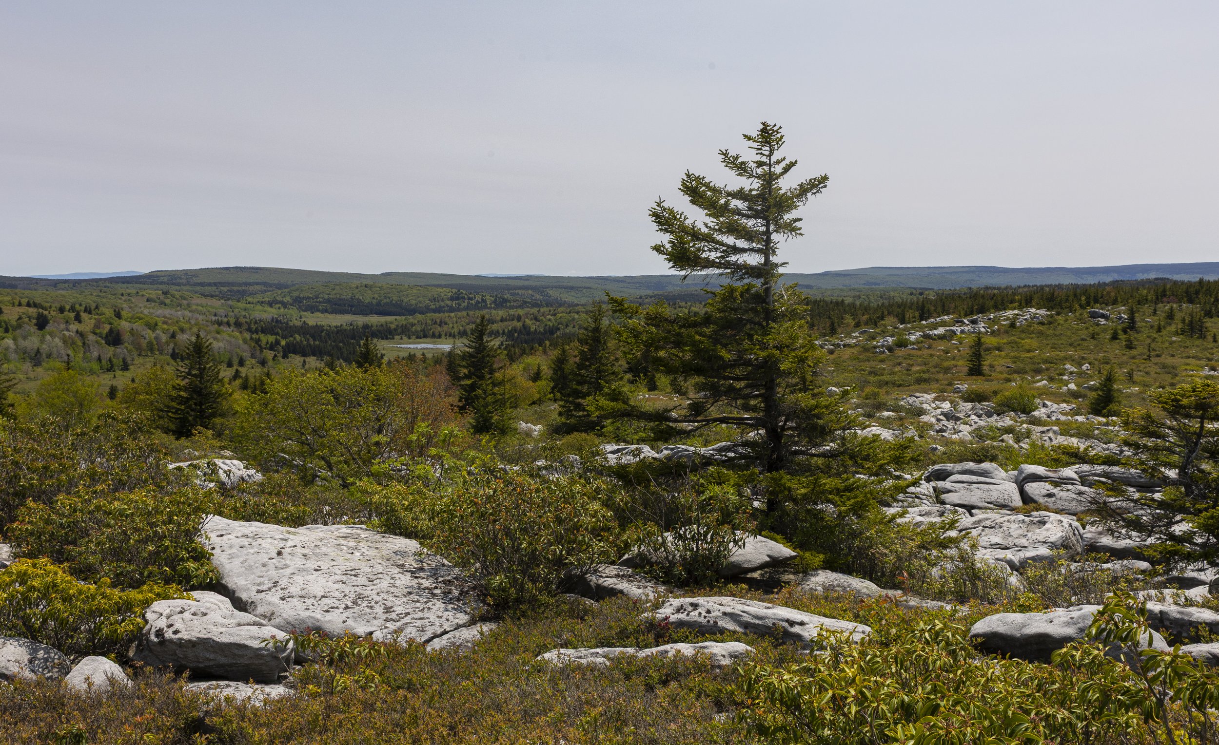 Dolly Sods, West Virginia