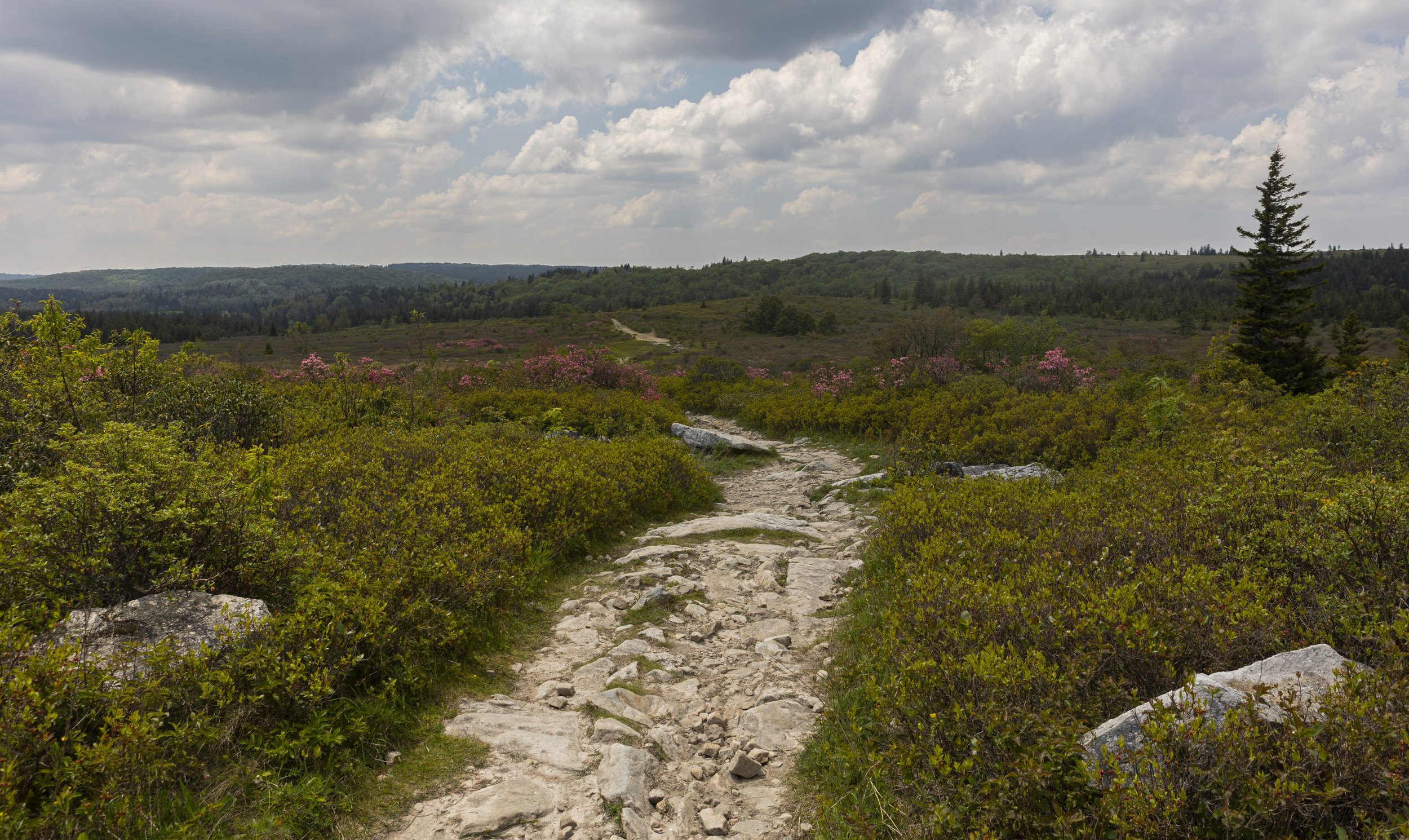 Dolly Sods, West Virginia