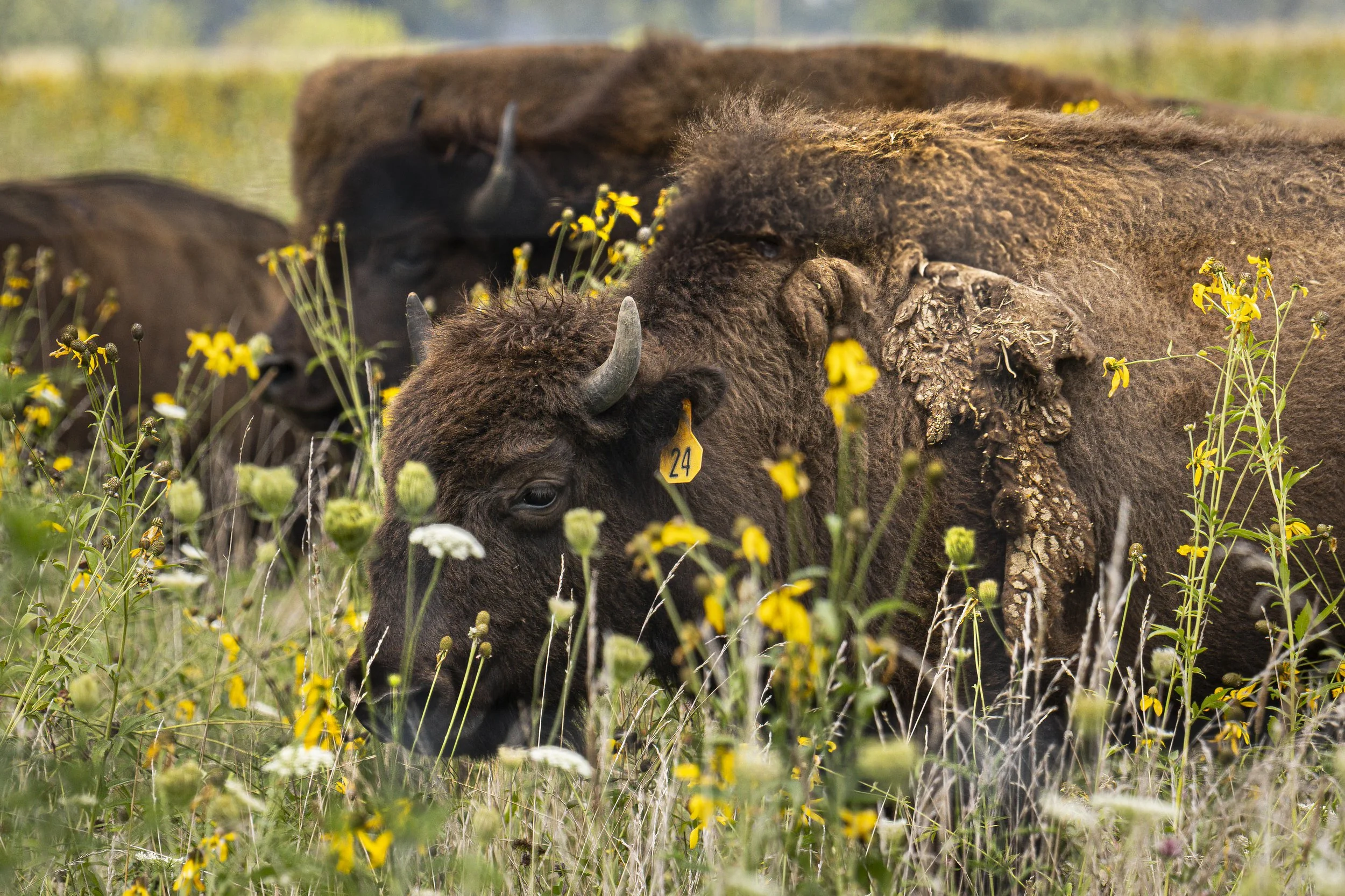 Battelle Darby Creek Metro Park, Galloway, Ohio