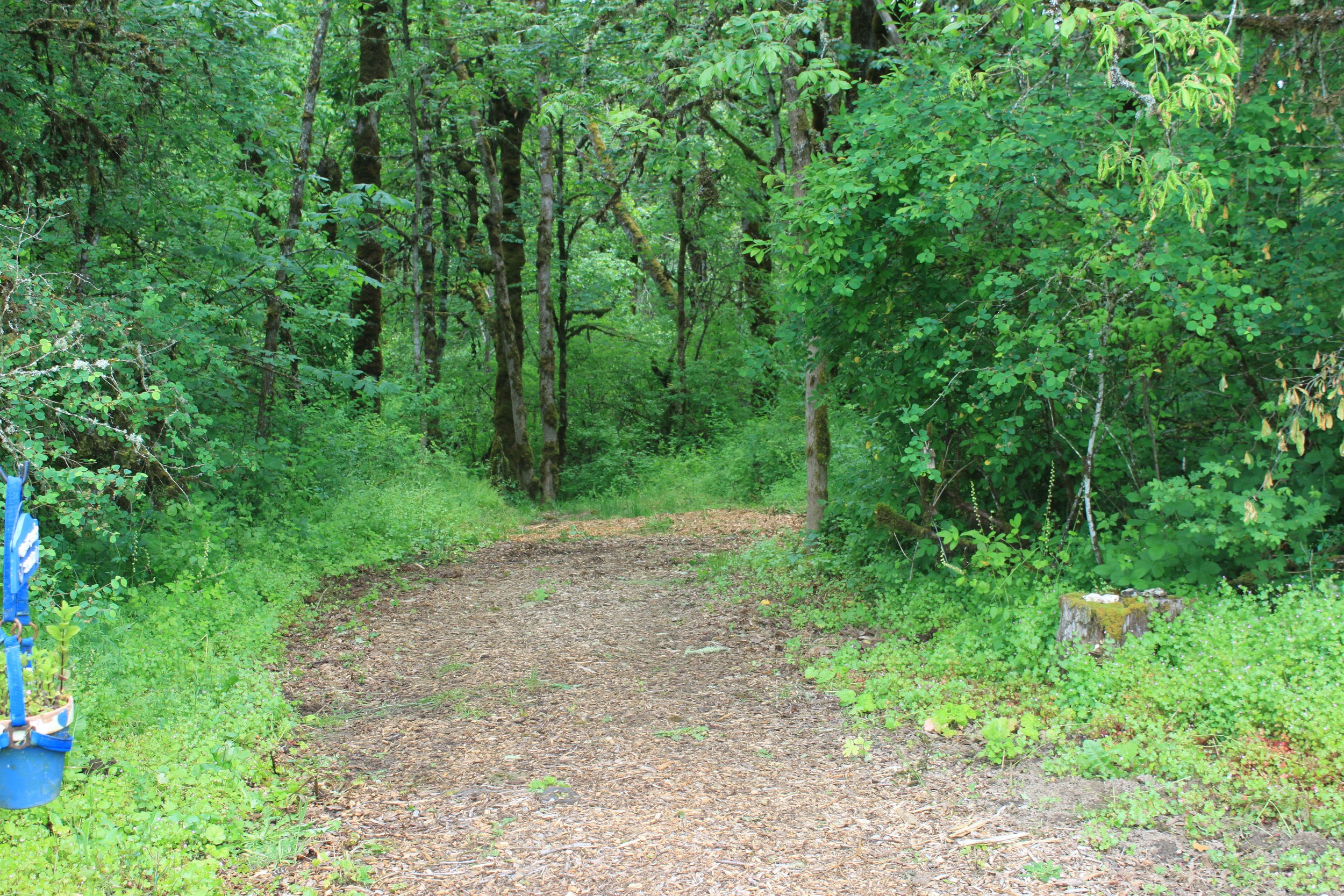 Serene trails through the forest