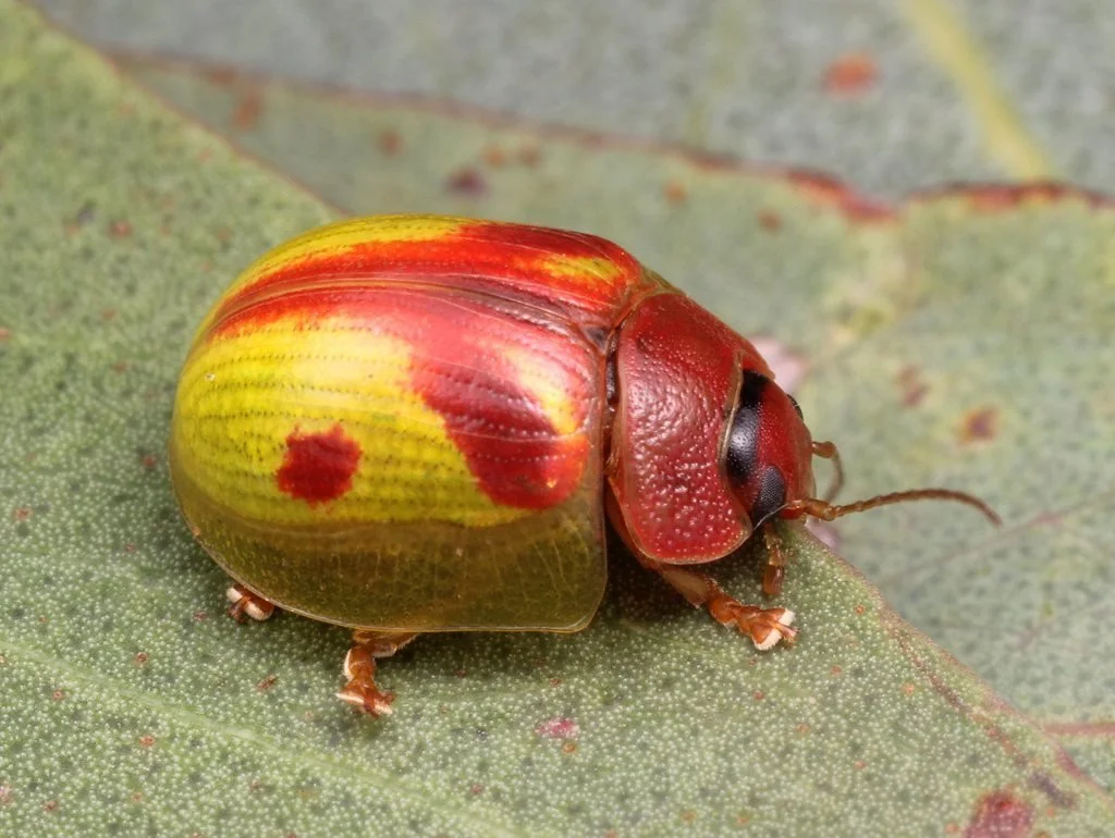 Beetles