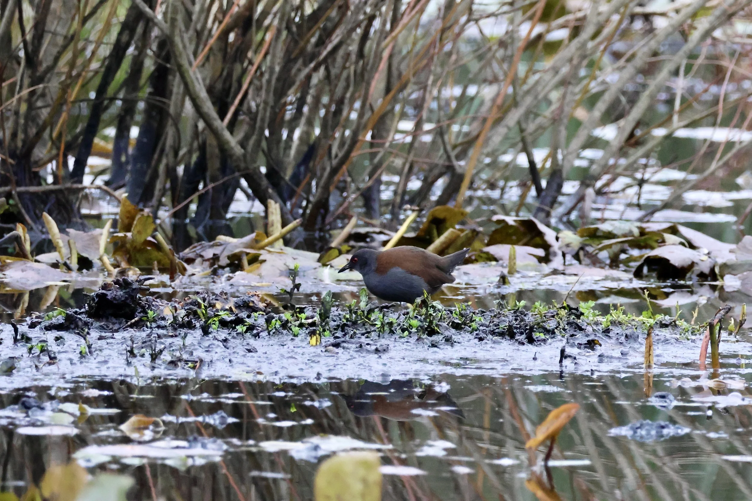 Twilight Birding Traralgon Railway Reservoir Conservation Reserve