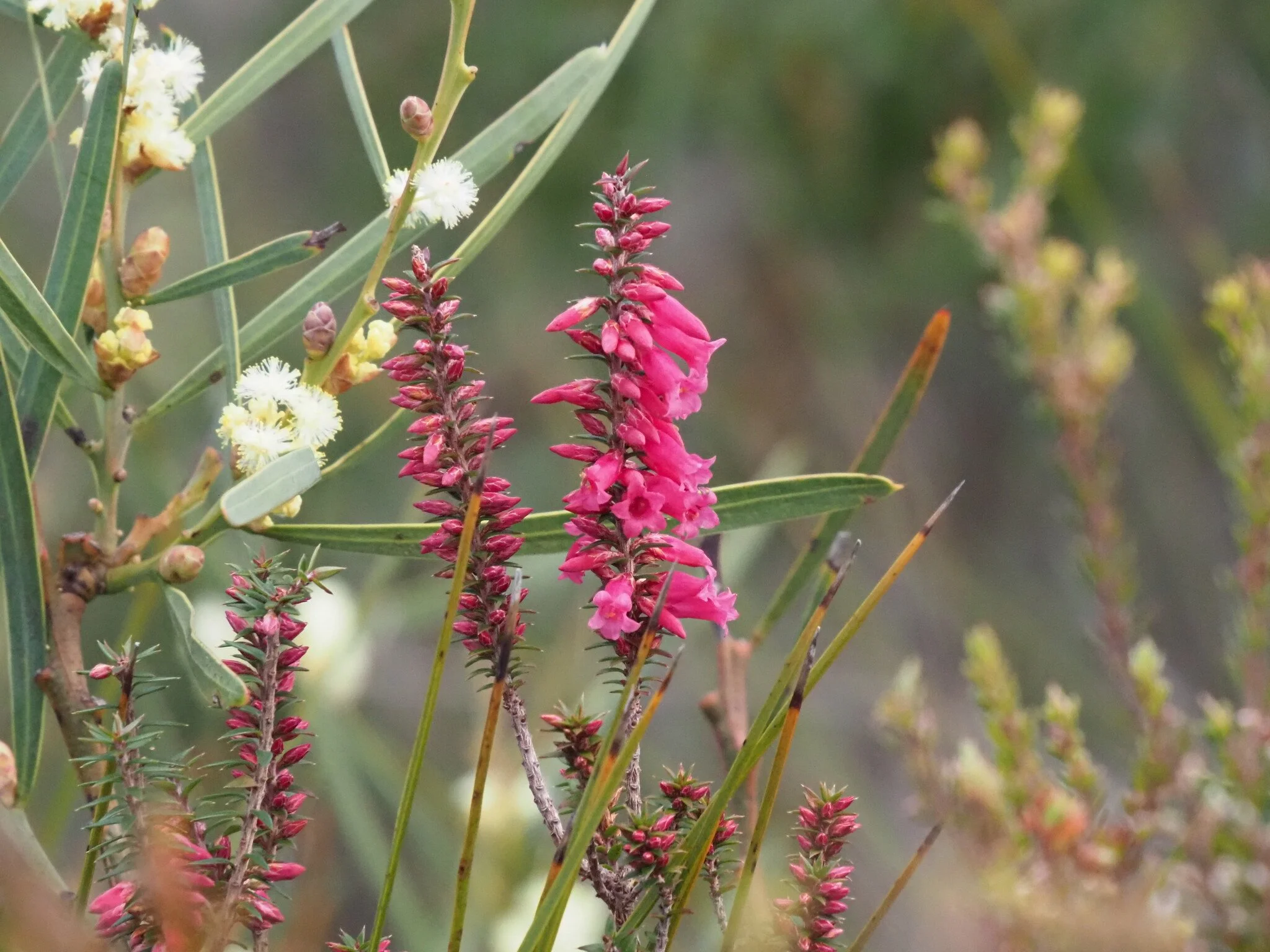 Summer Member's Night