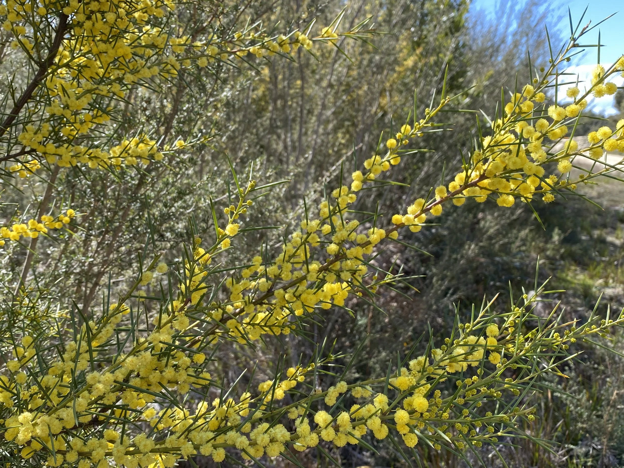 Traralgon South Flora Reserve