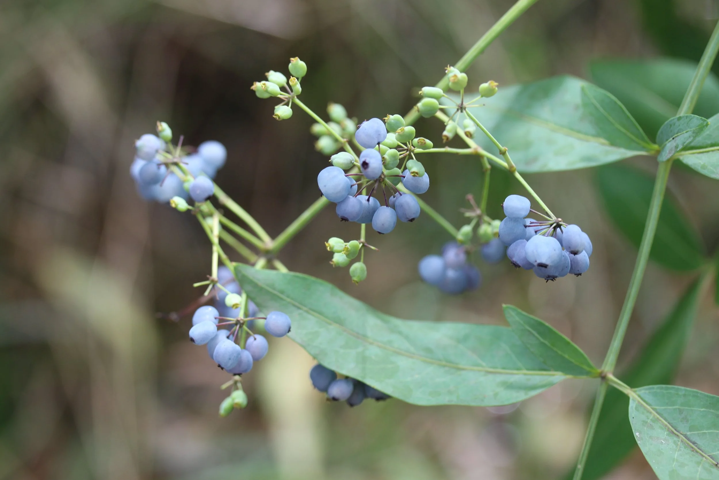 Edward Hunter Reserve Moe