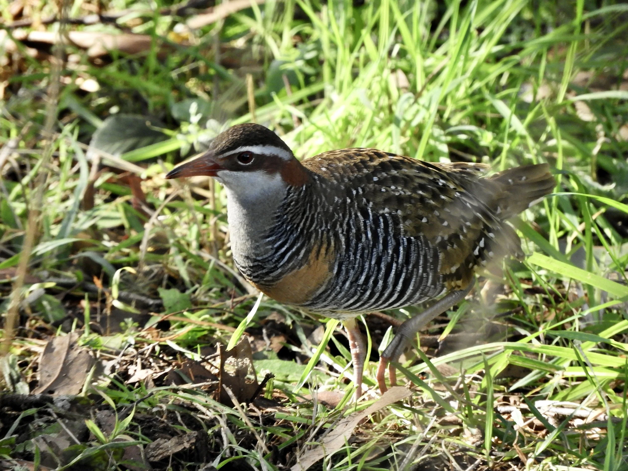 Sweetwater Creek Reserve