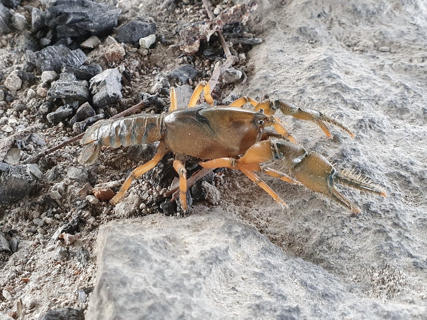 Gippsland Burrowing Crayfish